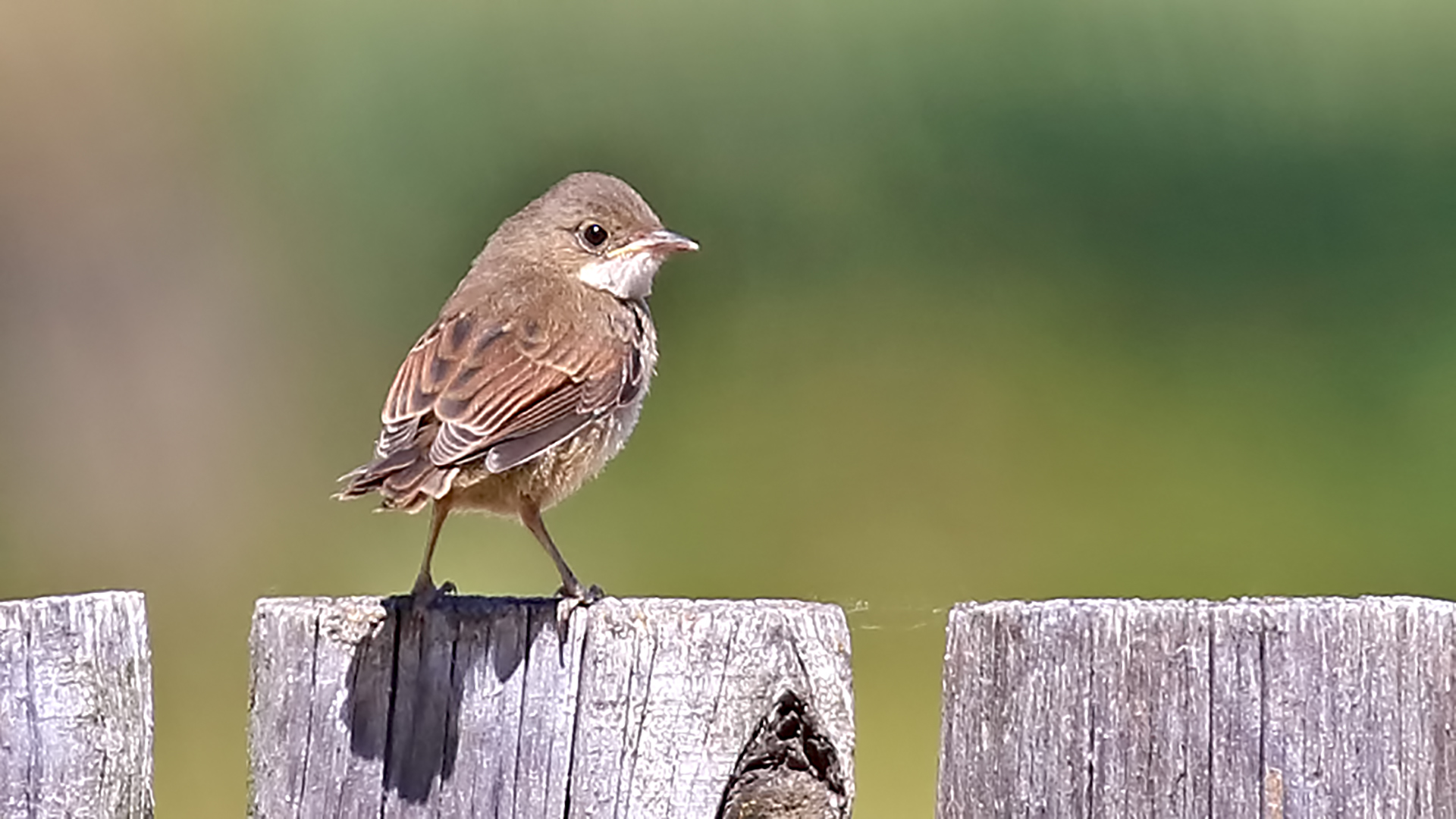 Greater Whitethroat