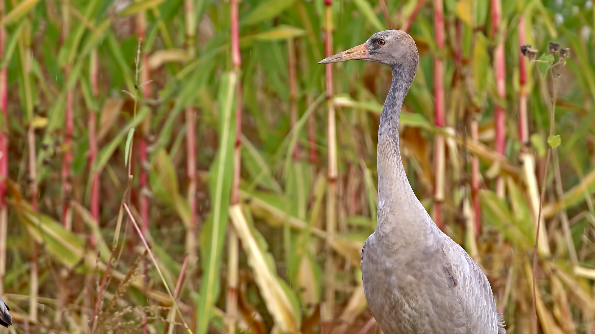Common Crane