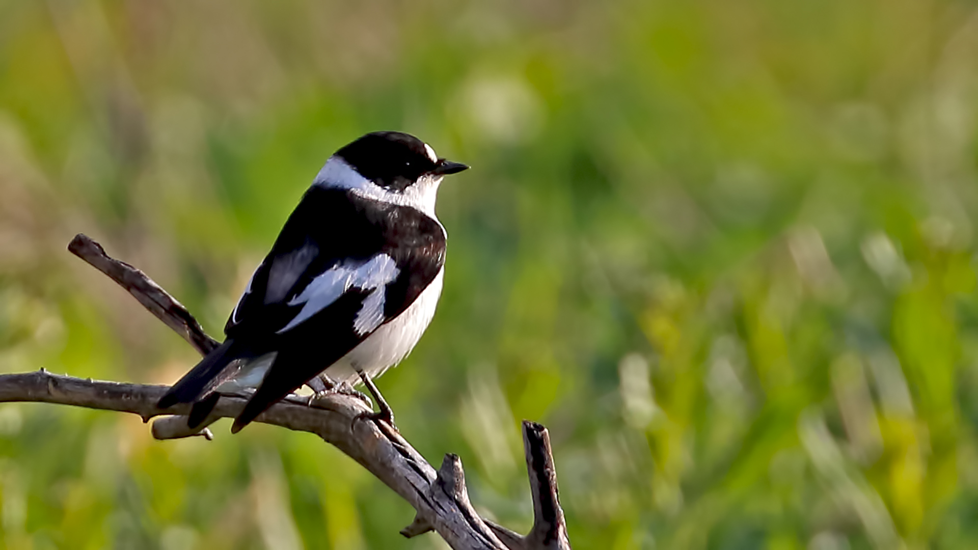 Collared Flycatcher