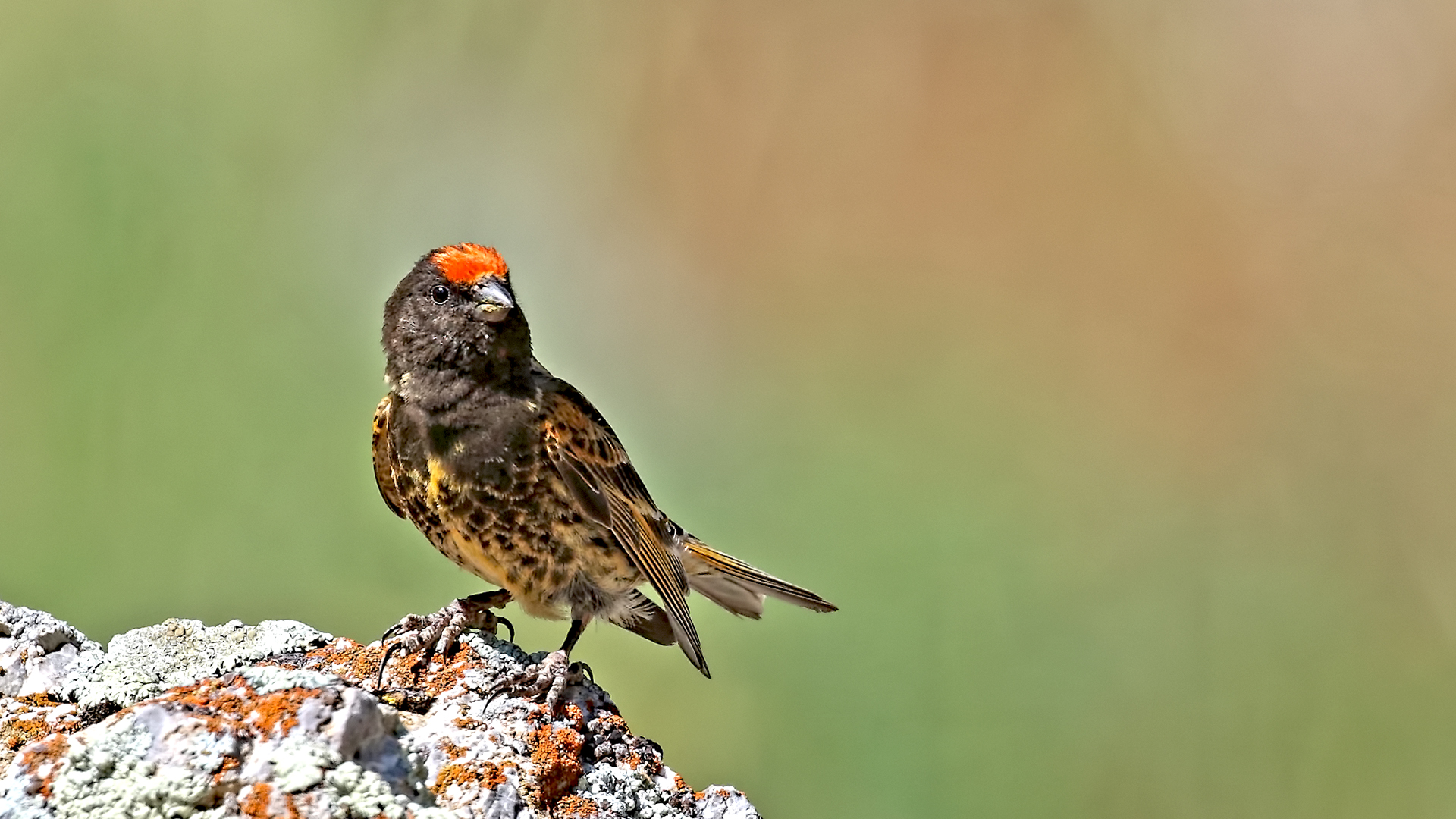 Fire-fronted Serin
