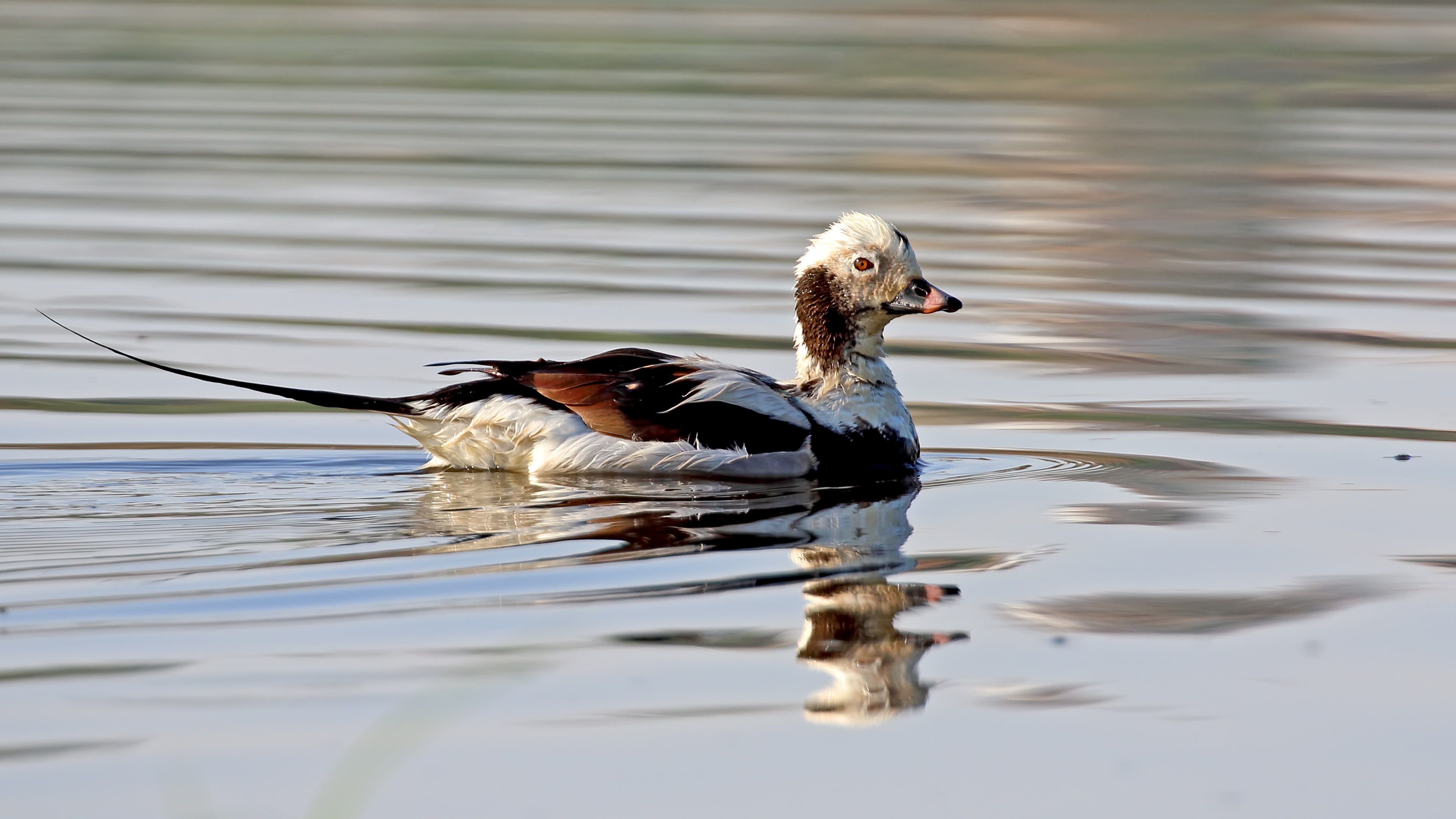 Long-tailed Duck