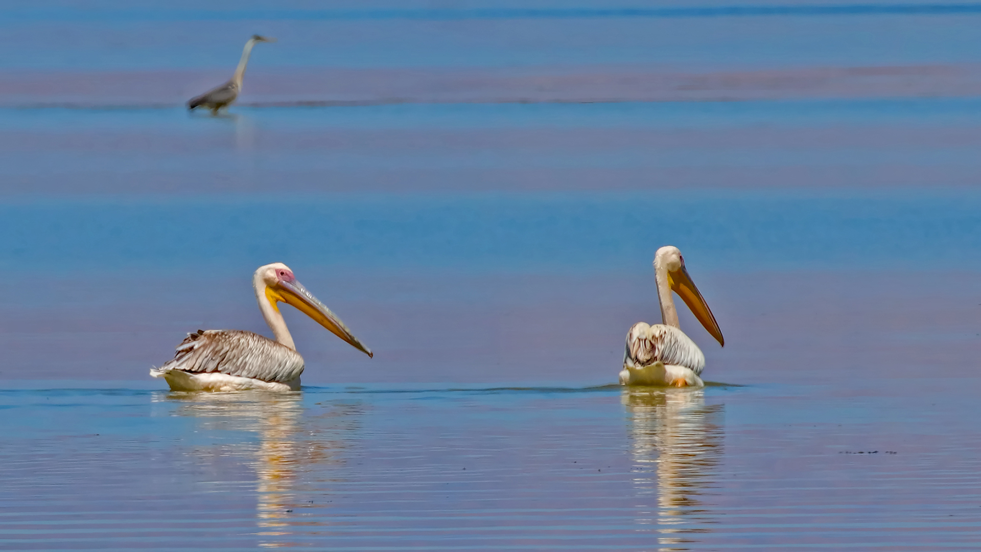 Great White Pelican