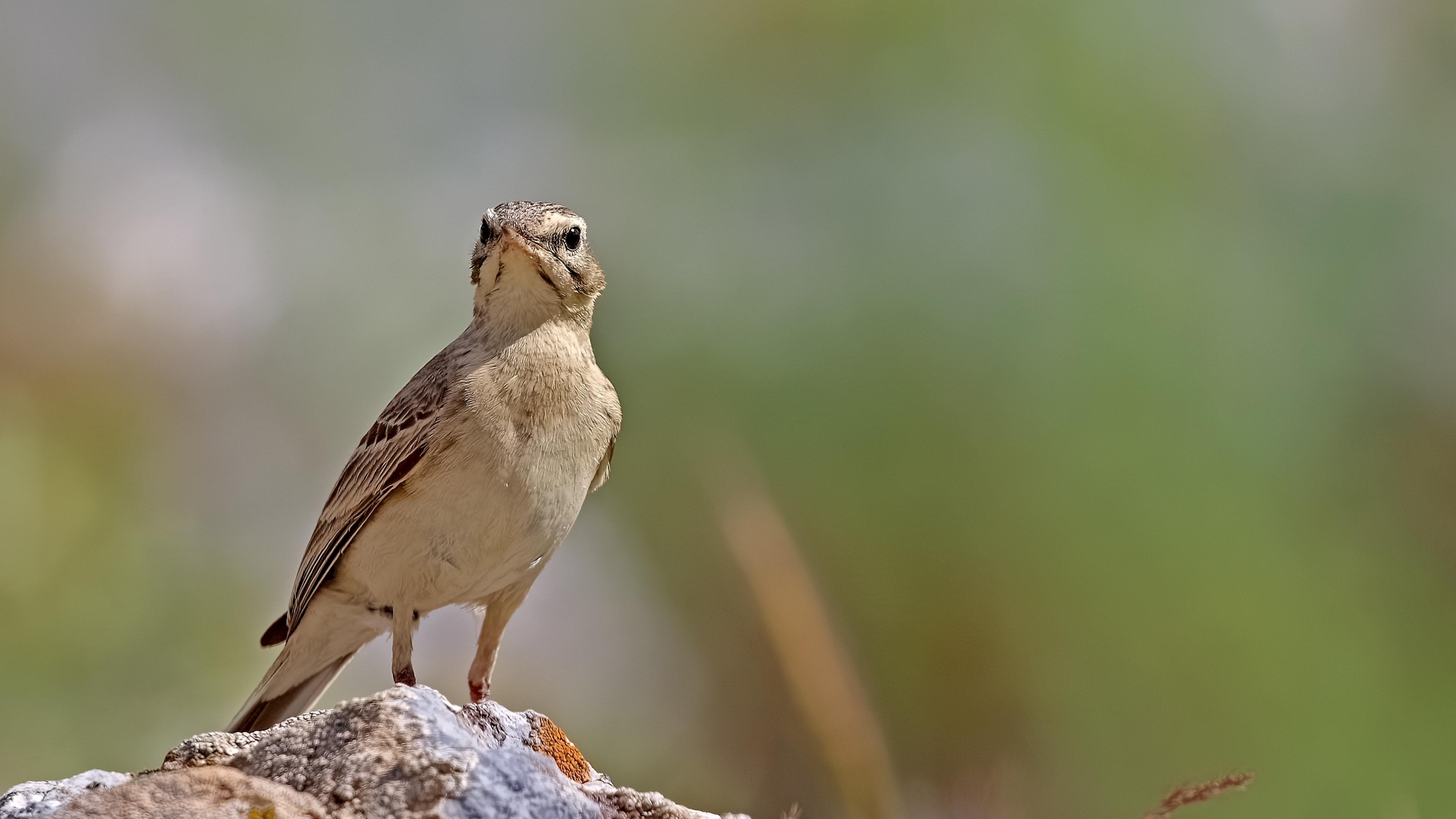 Tawny Pipit — Ana fotoğraf