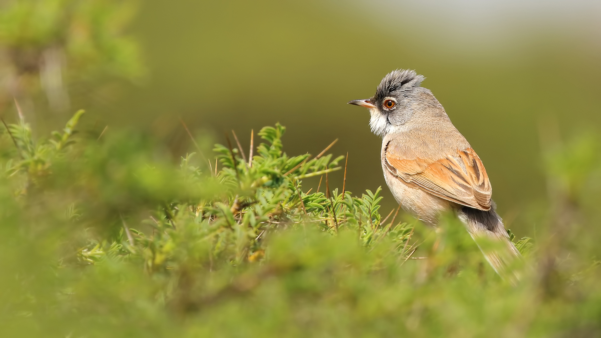Spectacled Warbler