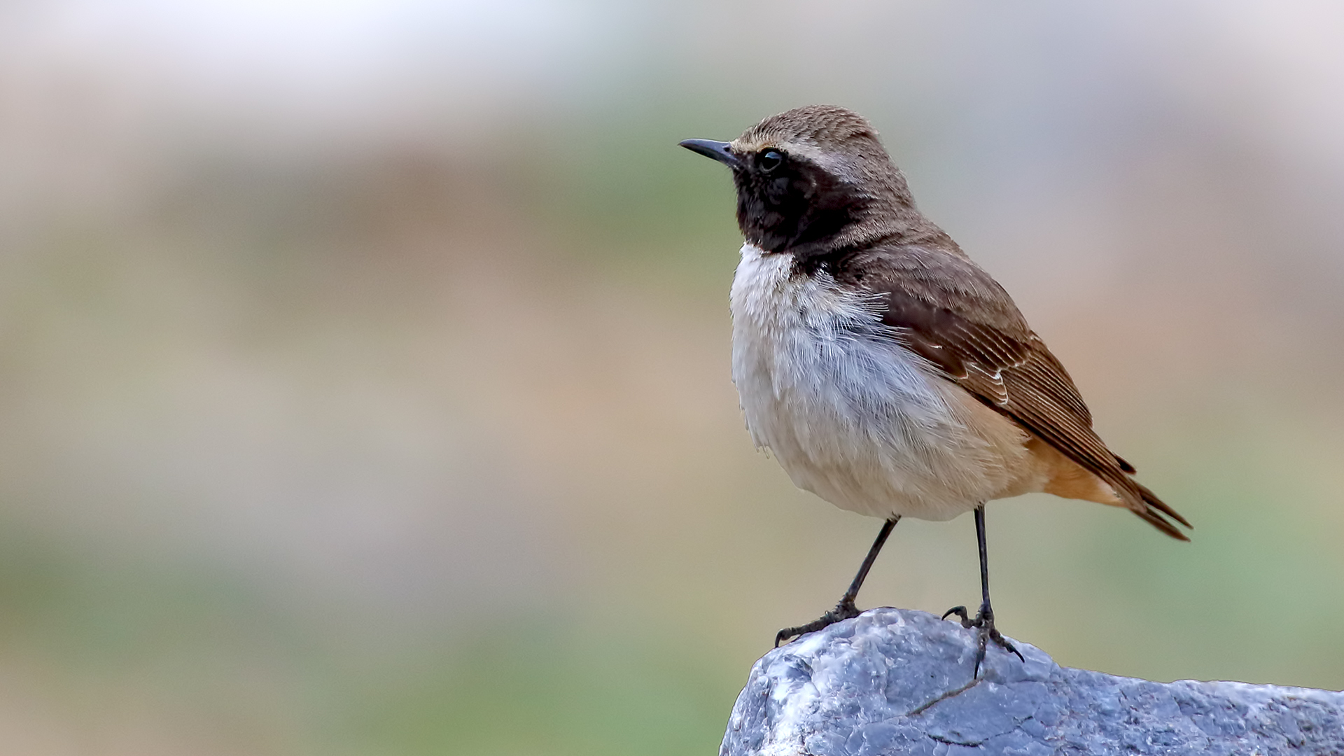 Kurdish Wheatear