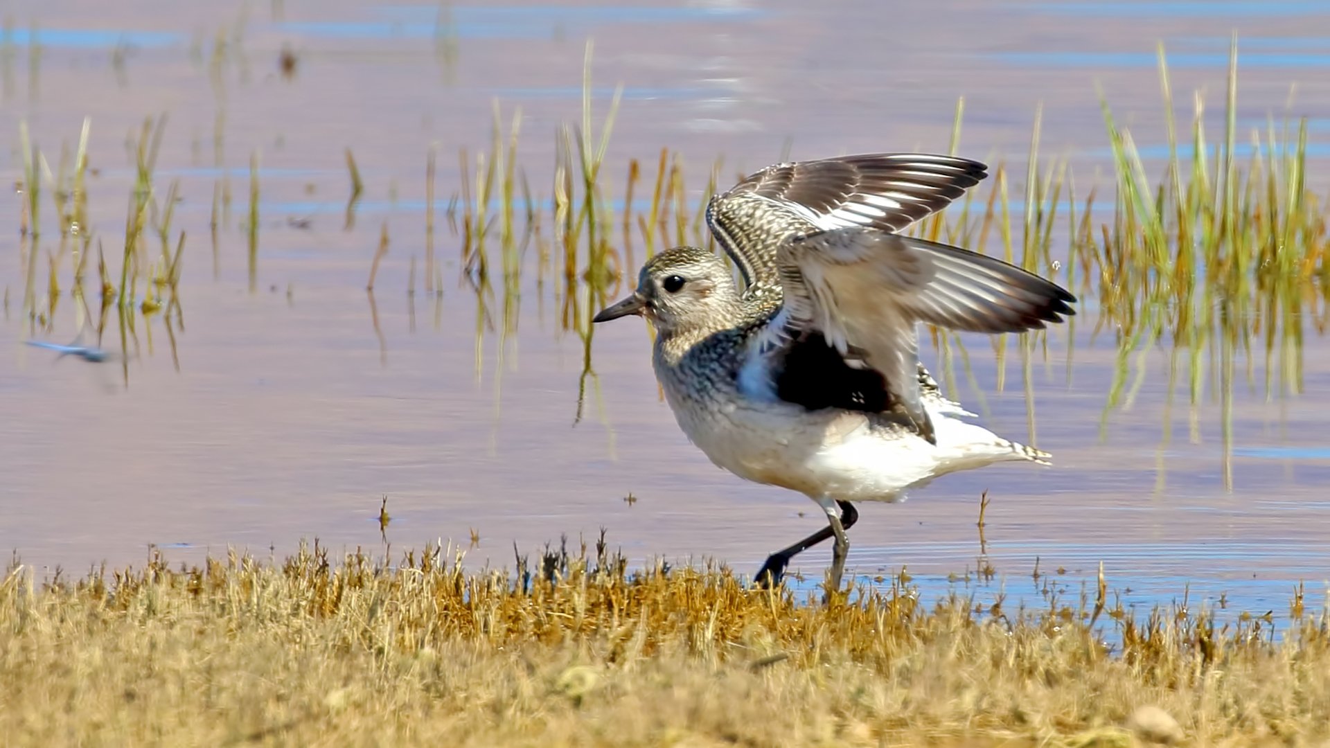 Black-bellied Plover