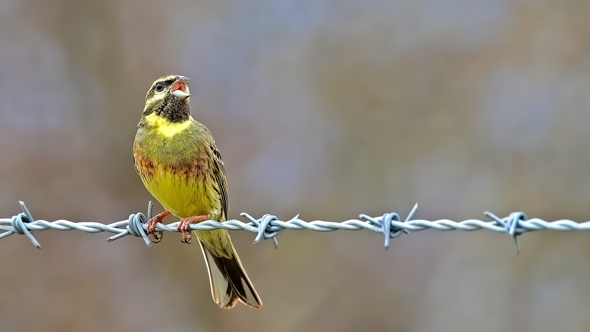Cirl Bunting