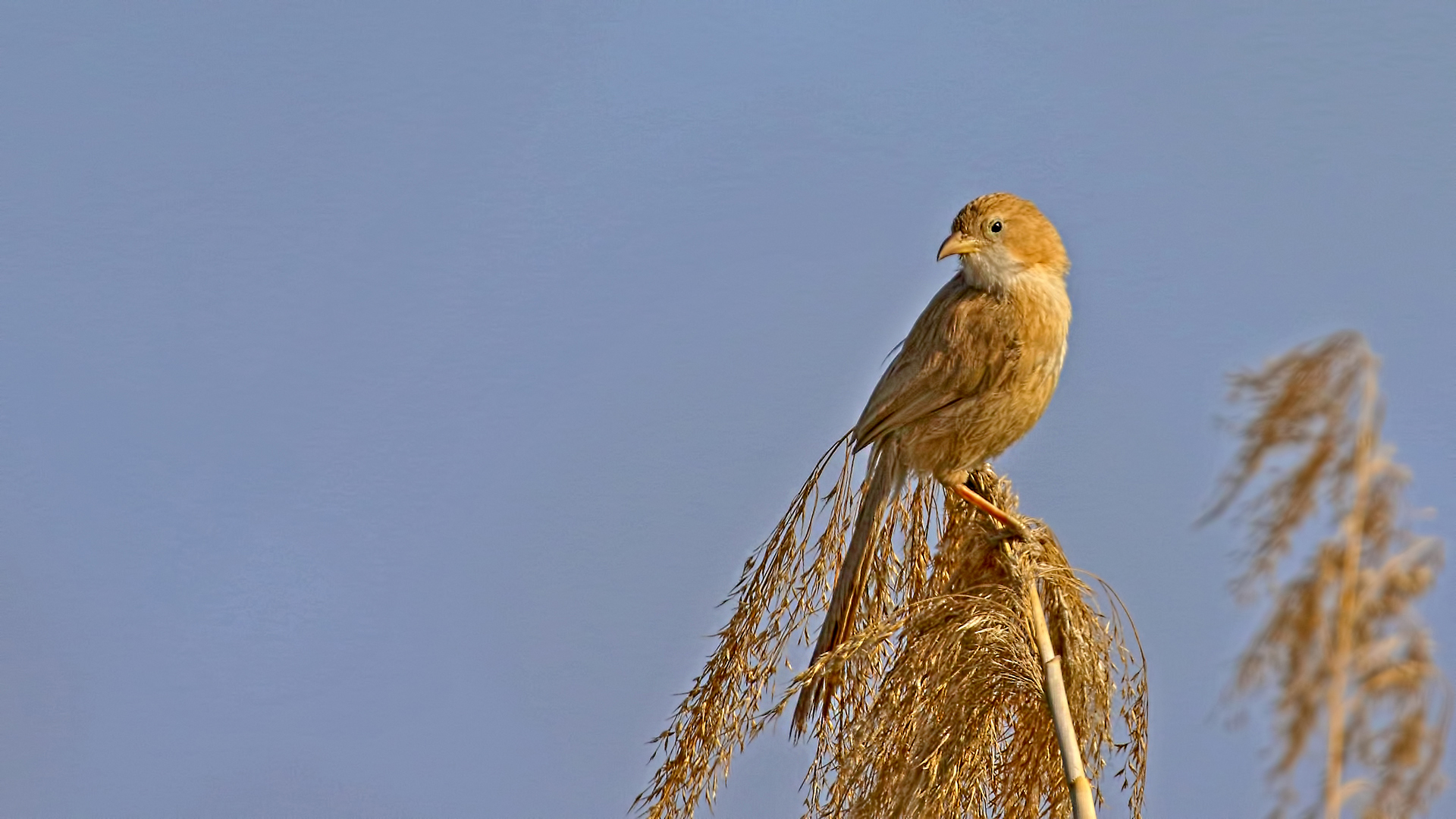 Iraq Babbler