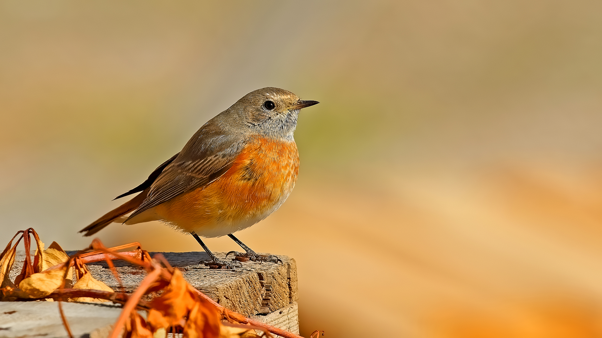 Common Redstart