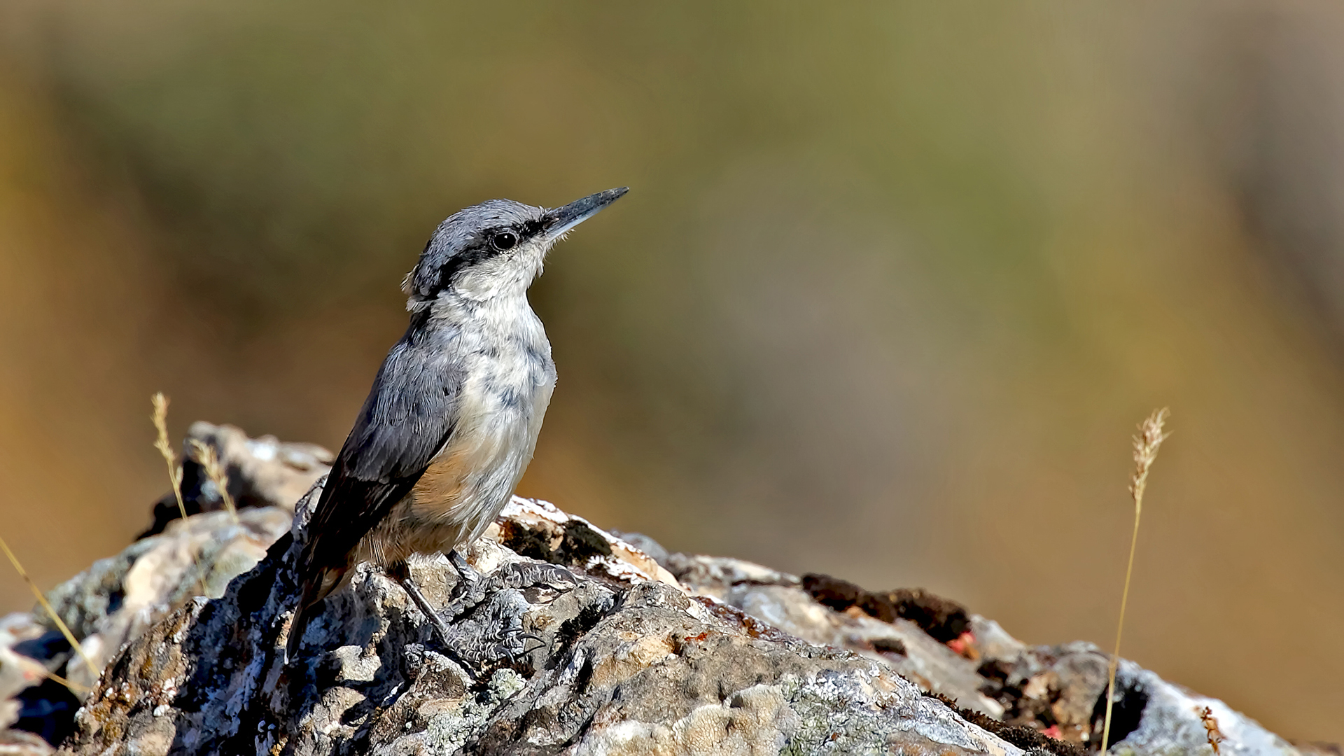 Western Rock Nuthatch — Ana fotoğraf