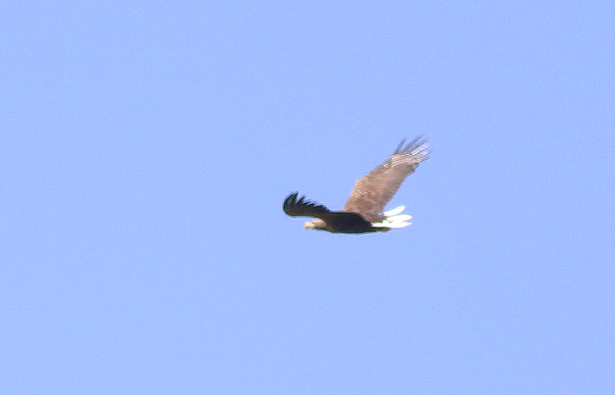 White-tailed Eagle