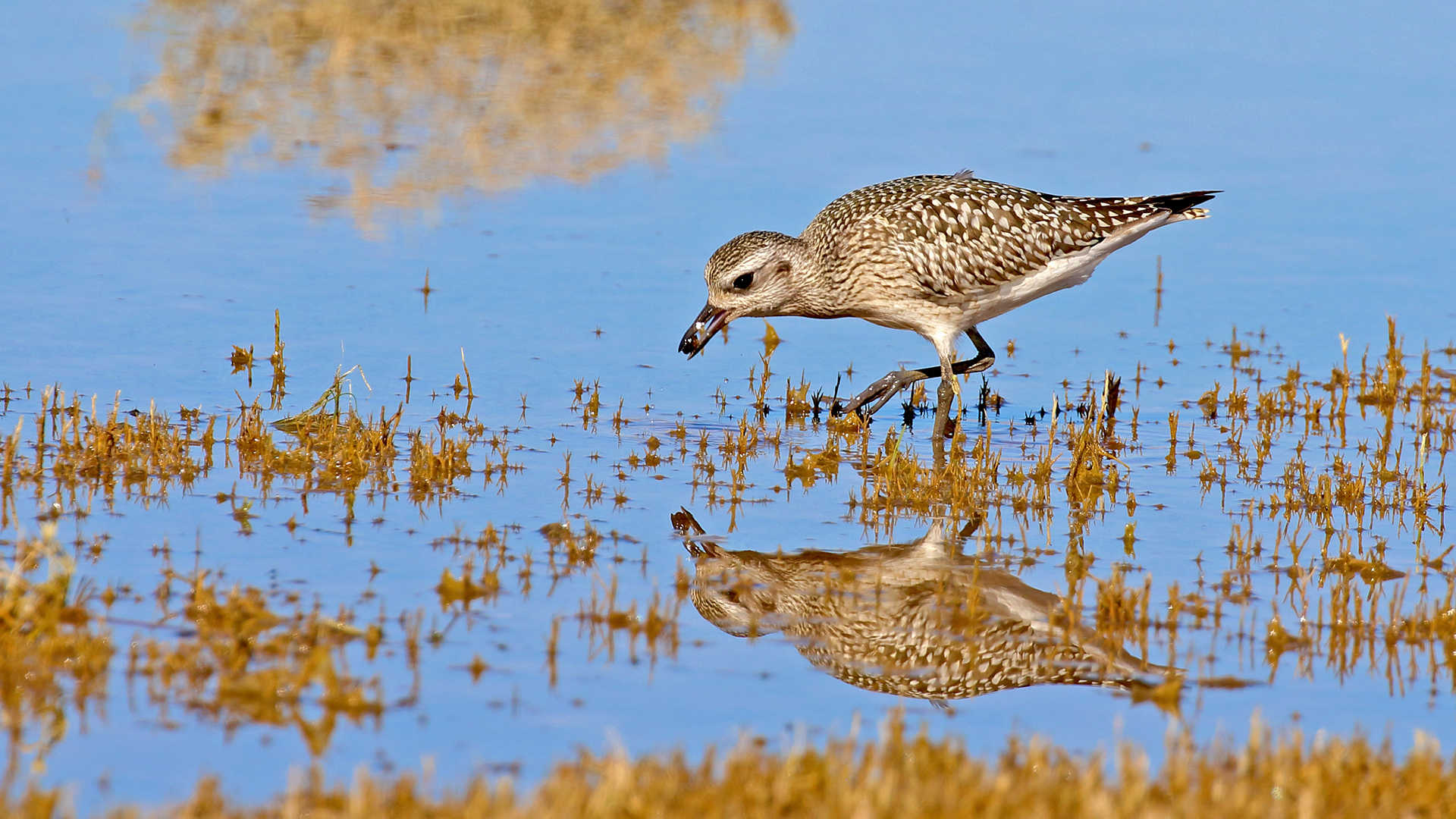 Black-bellied Plover