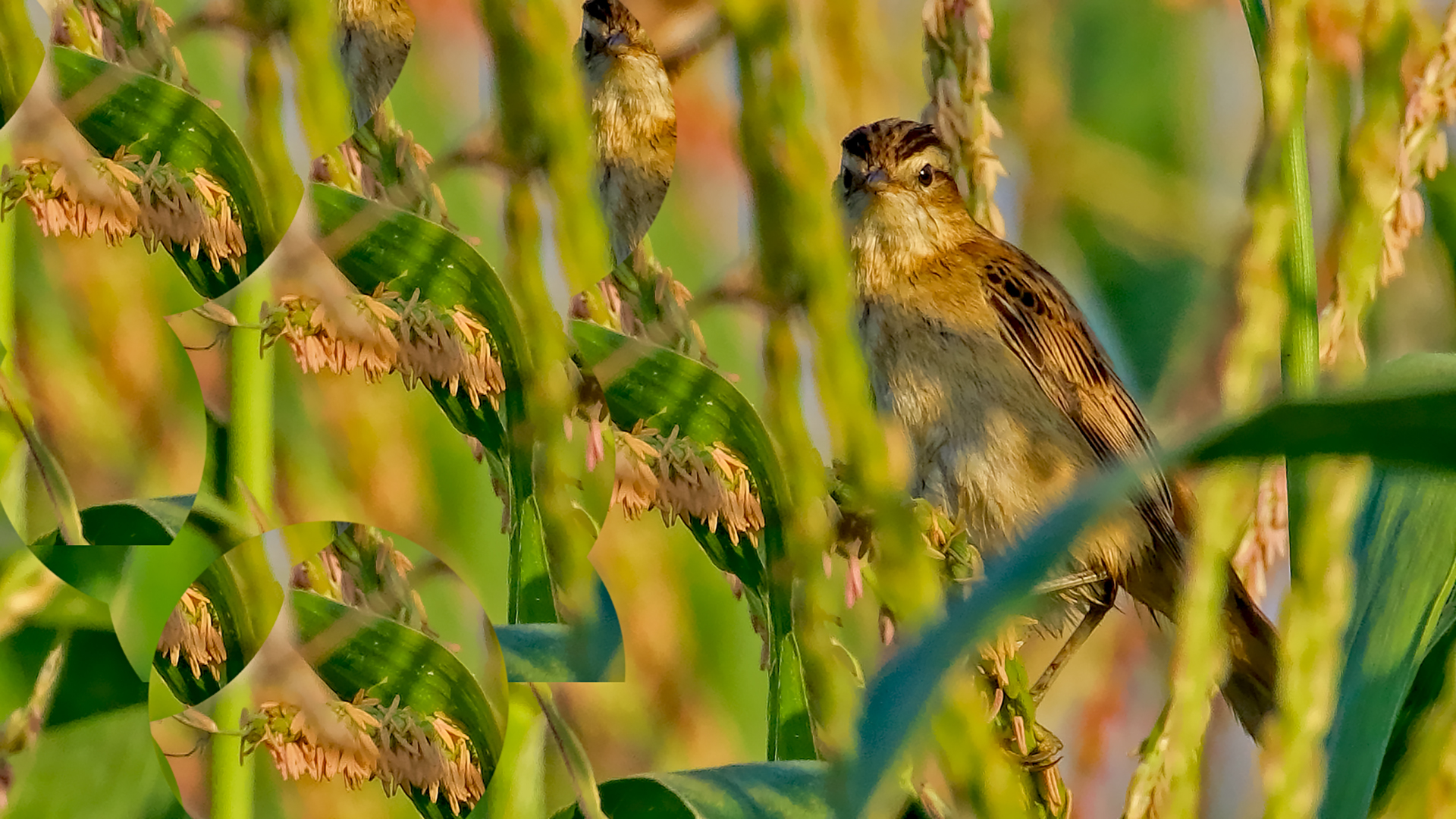 Sedge Warbler