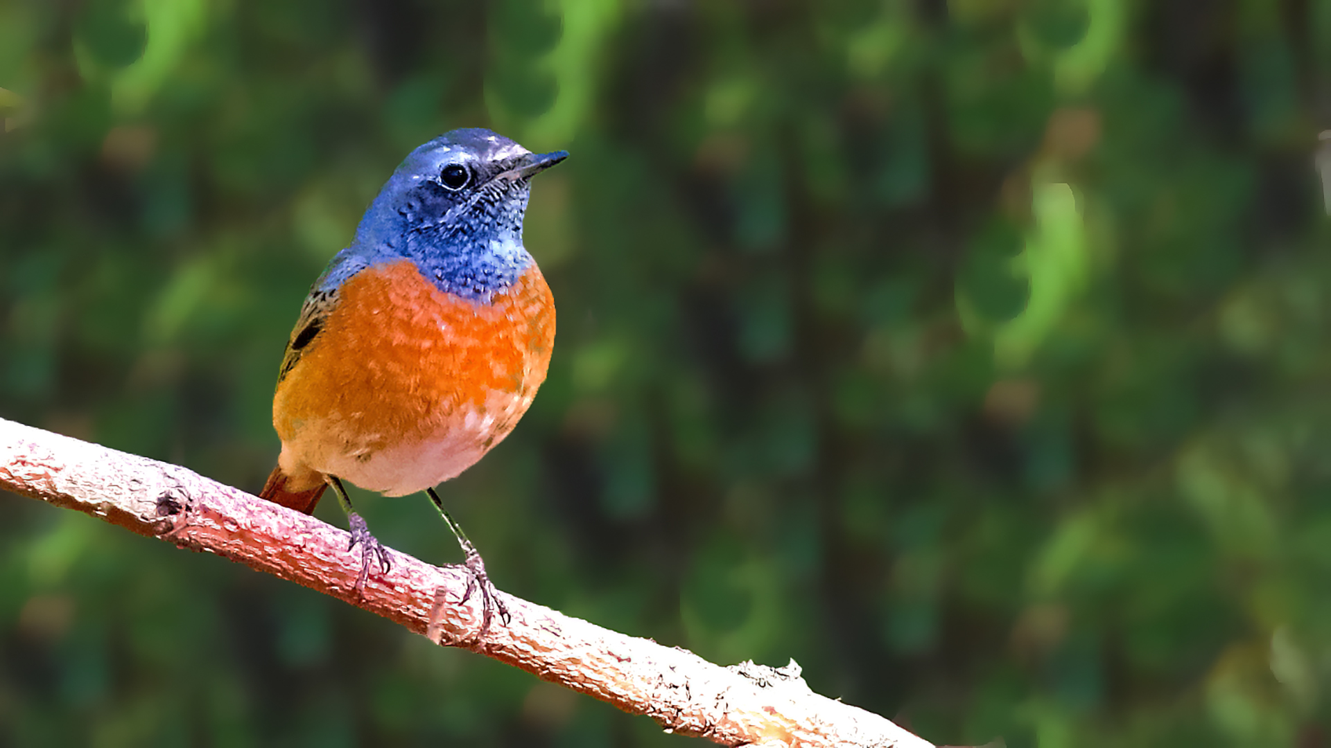 Common Redstart