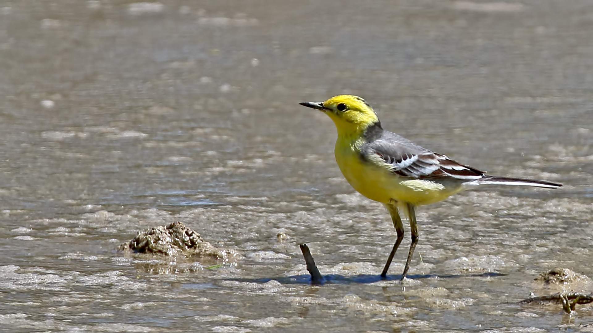 Citrine Wagtail