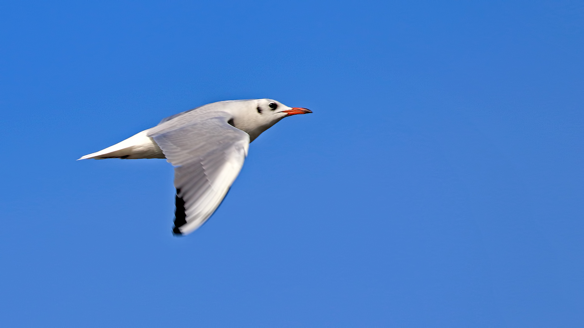 Black-headed Gull — Ana fotoğraf