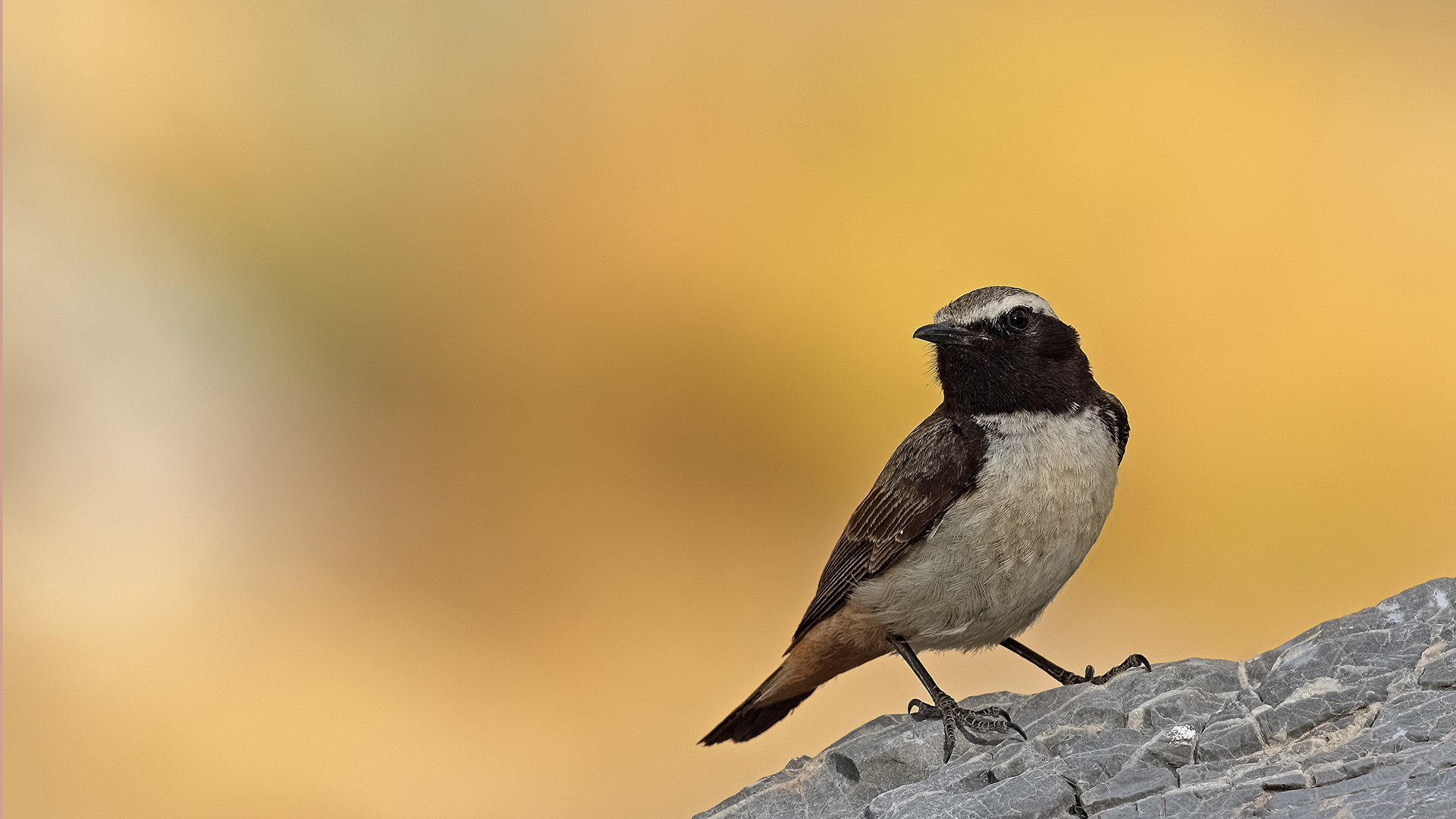 Kurdish Wheatear
