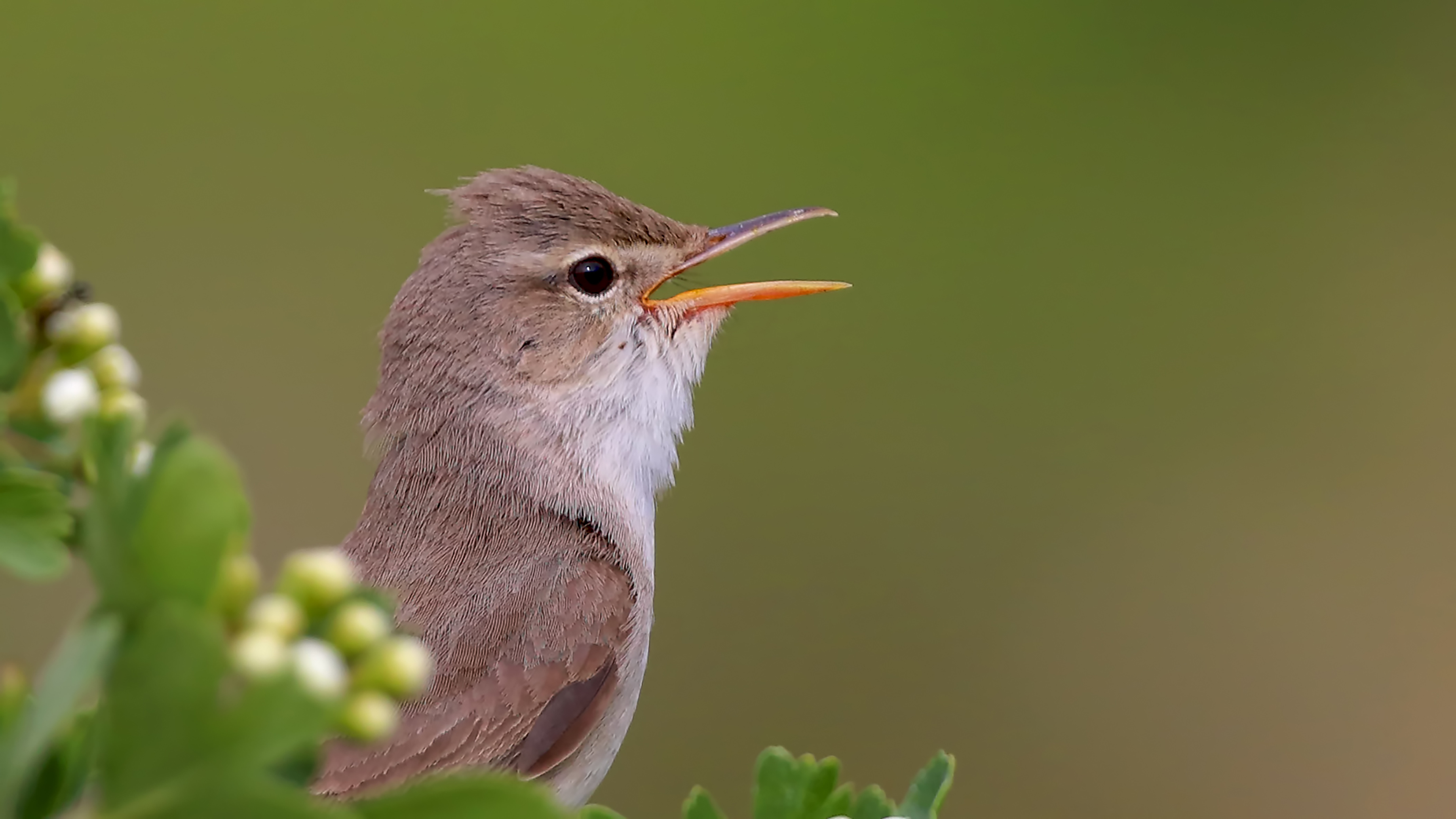 Upcher's Warbler