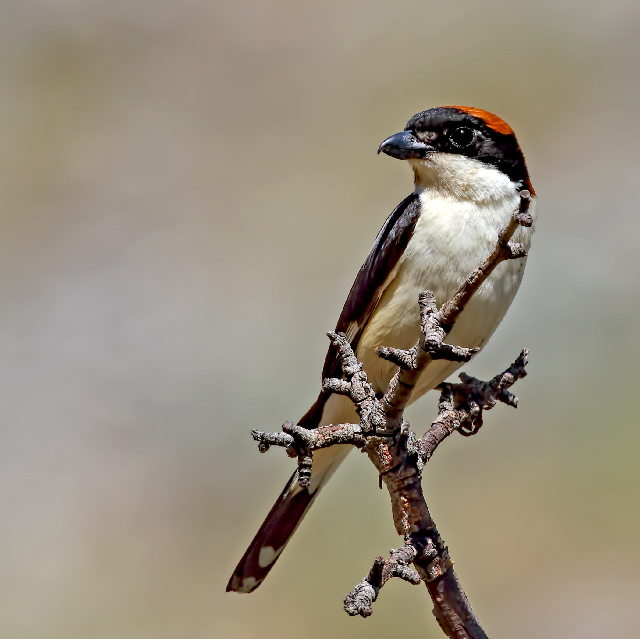 Woodchat Shrike