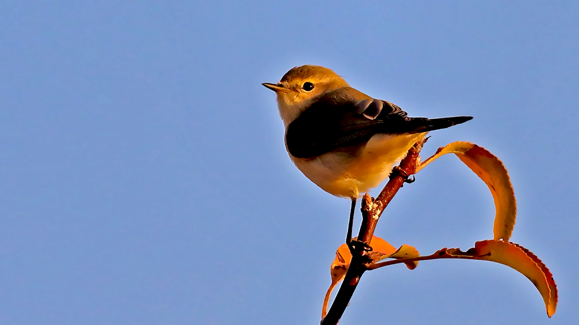 Common Chiffchaff — Ana fotoğraf