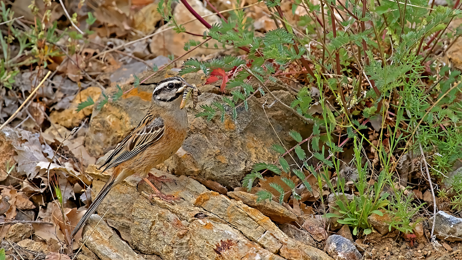 Rock Bunting