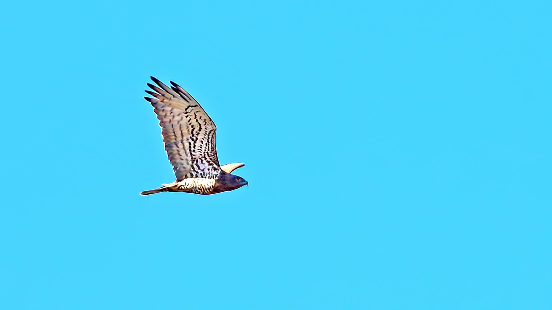 Short-toed Snake-Eagle — Ana fotoğraf
