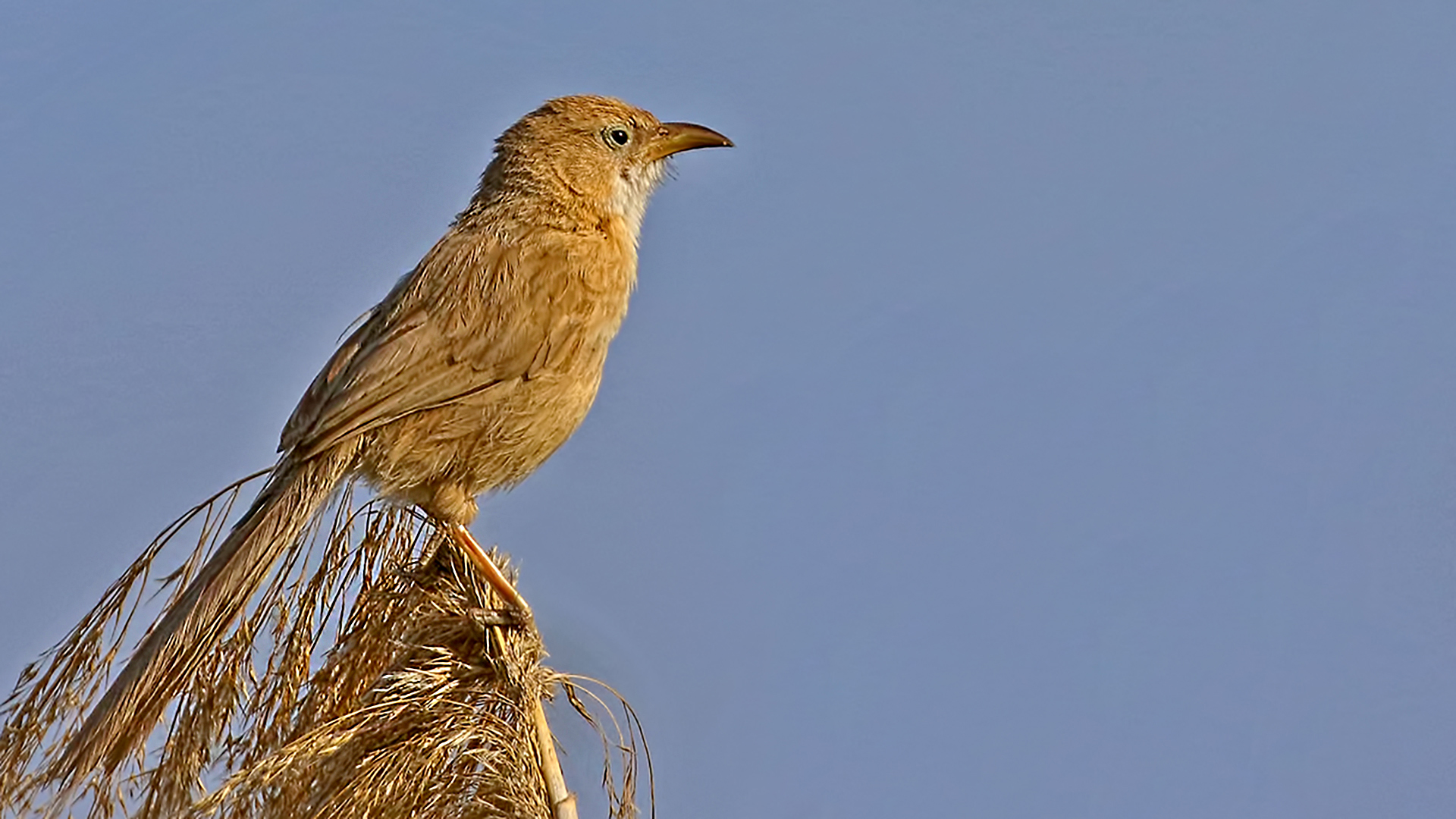 Iraq Babbler