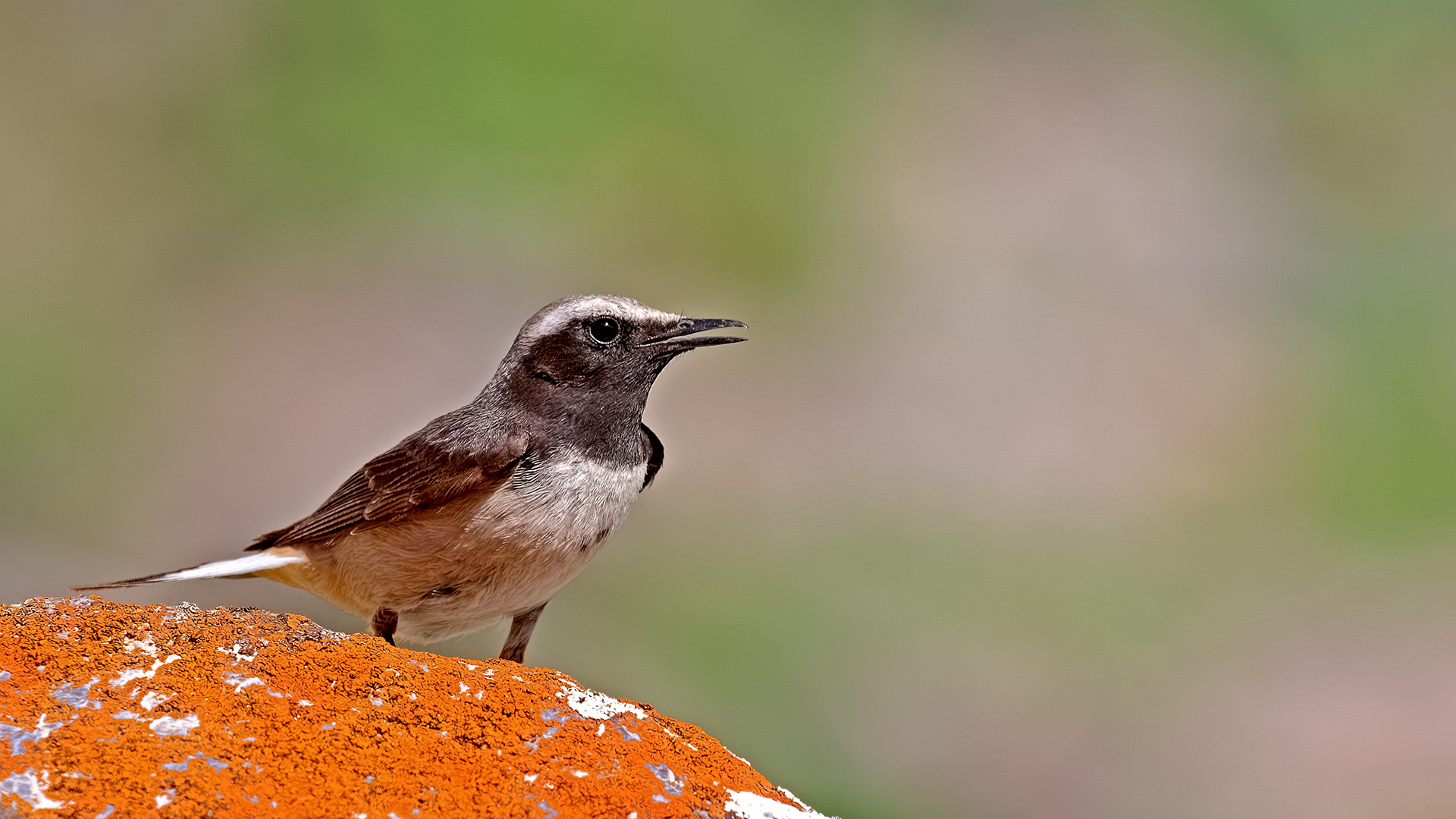 Kurdish Wheatear