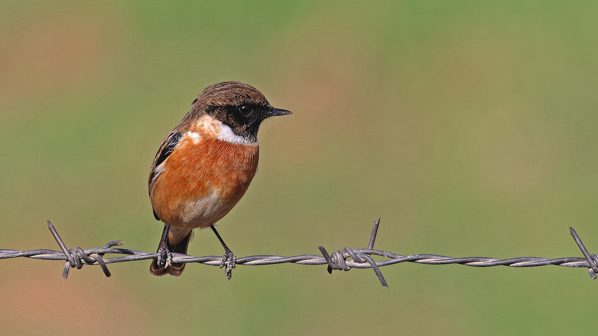 European Stonechat
