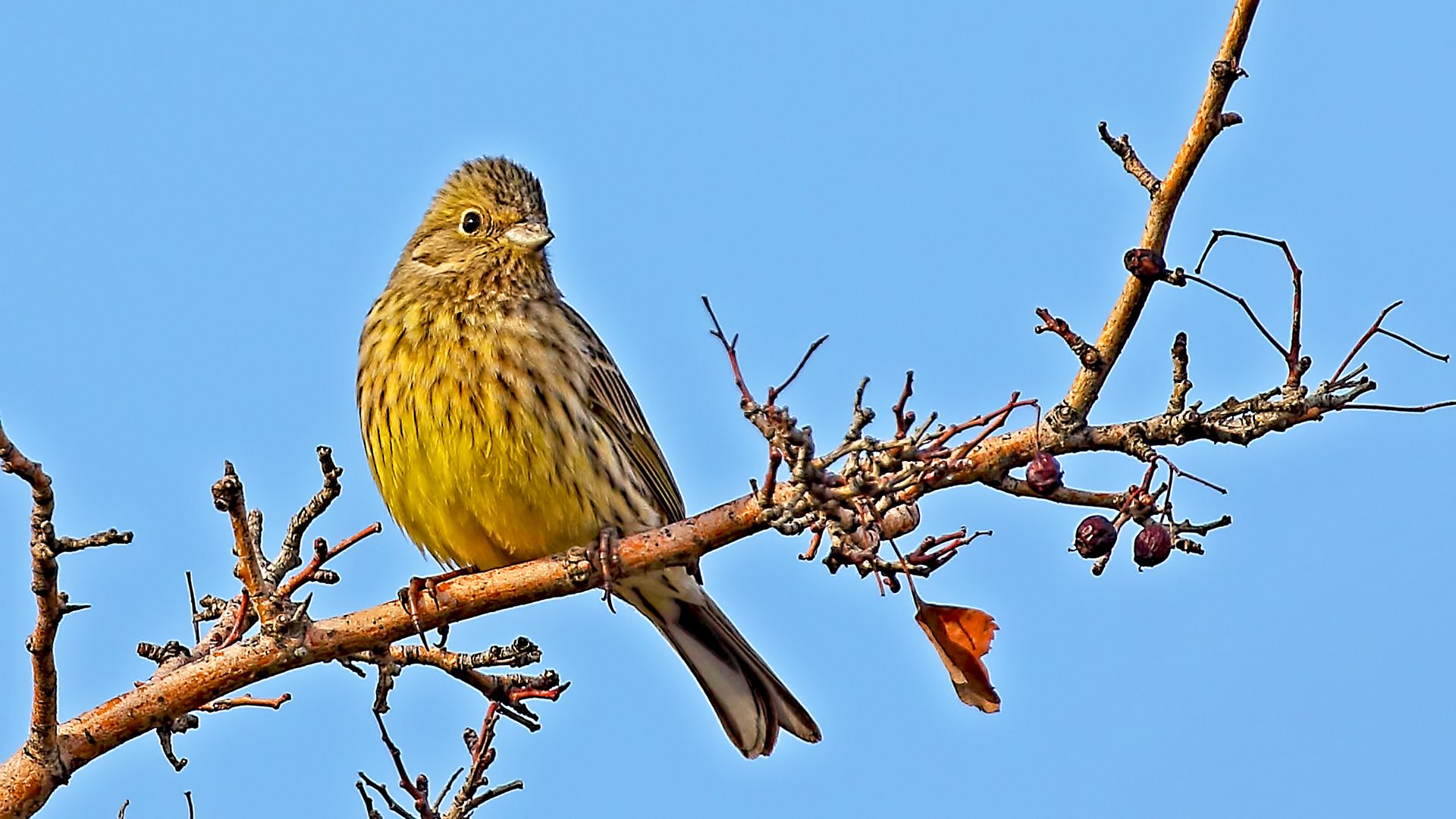 Yellowhammer