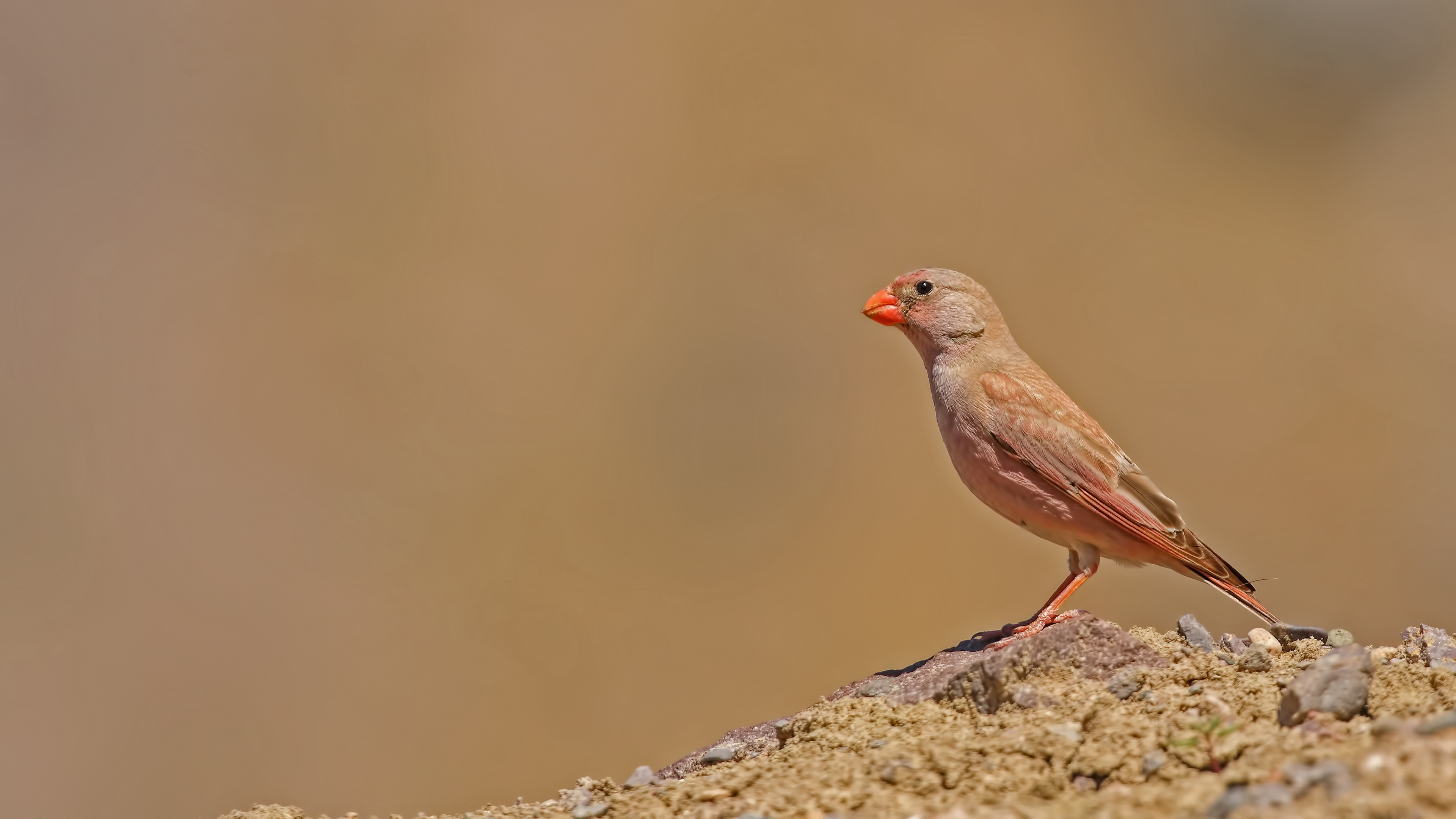 Trumpeter Finch