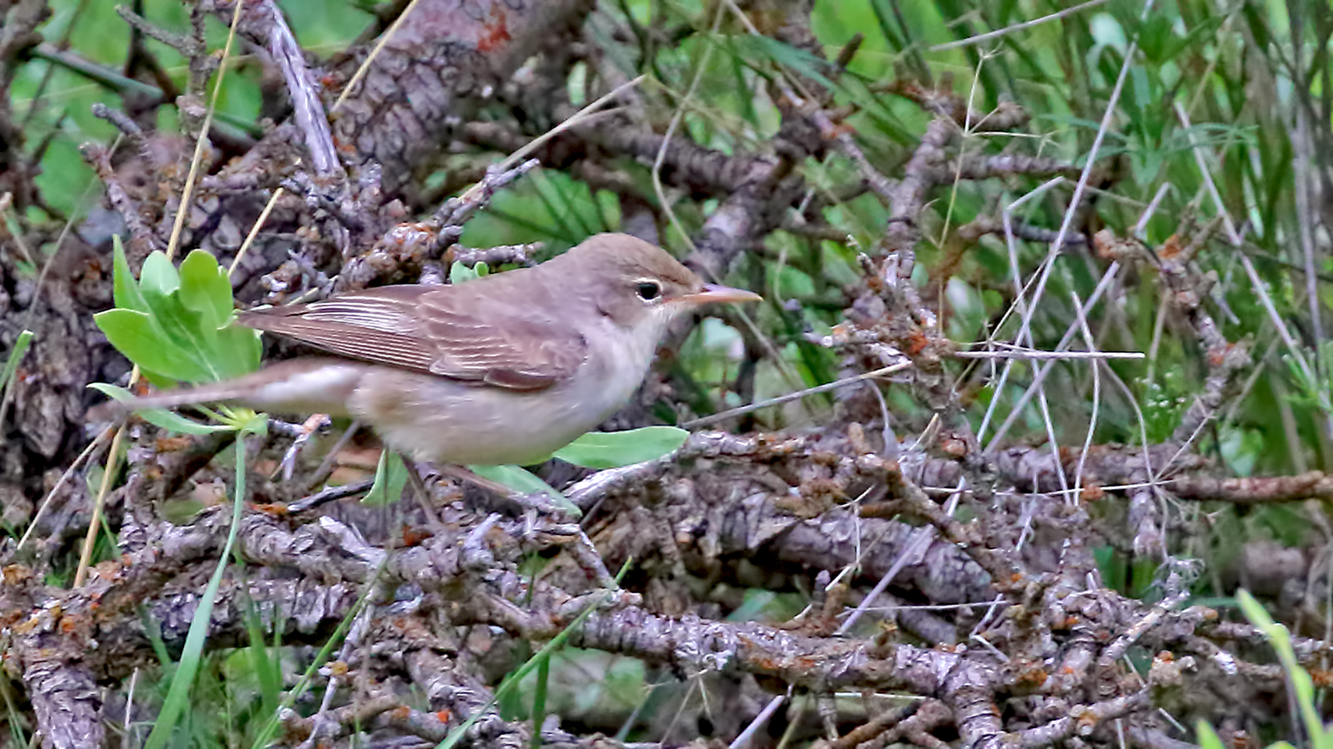 Marsh Warbler