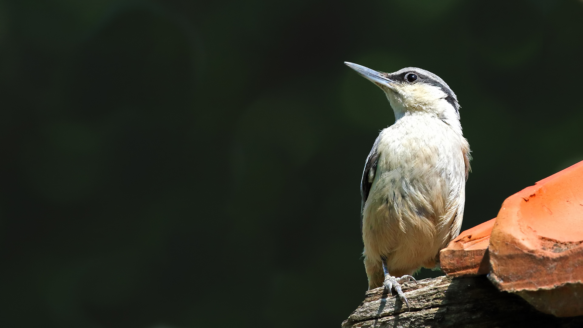 Western Rock Nuthatch