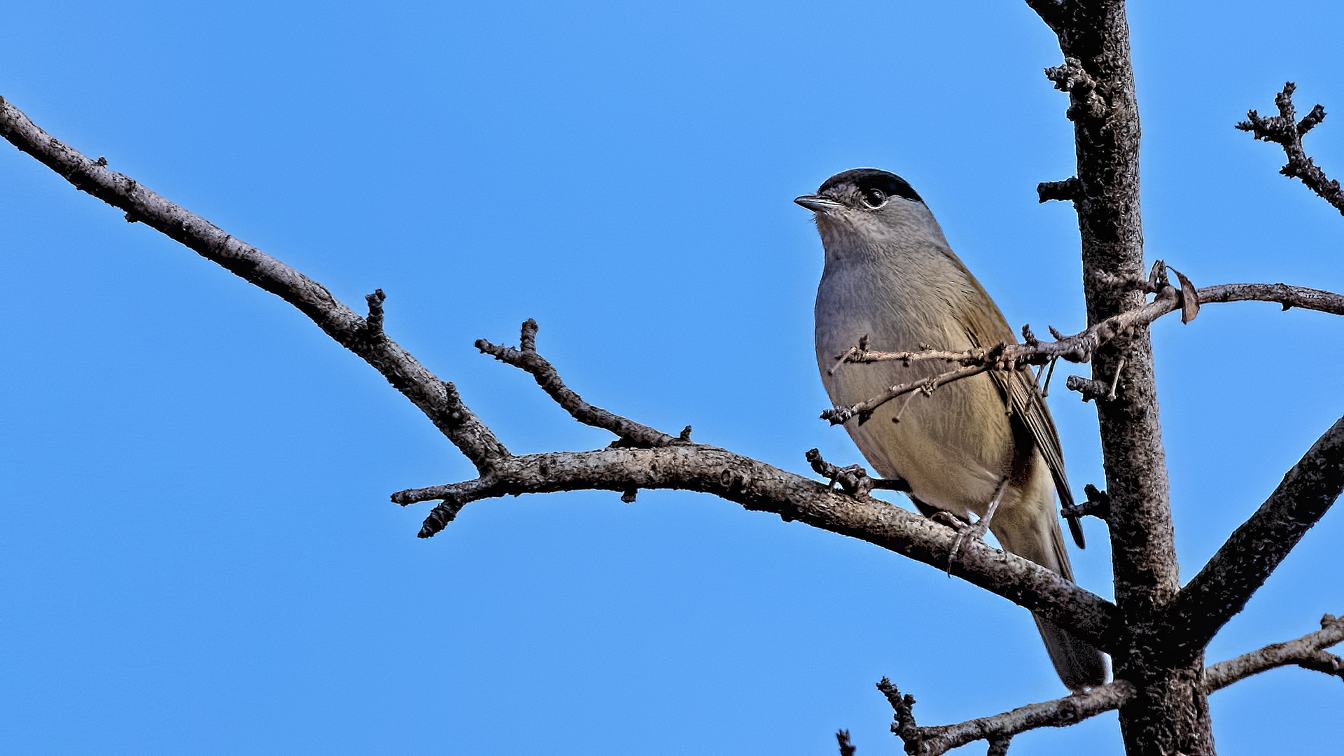 Eurasian Blackcap