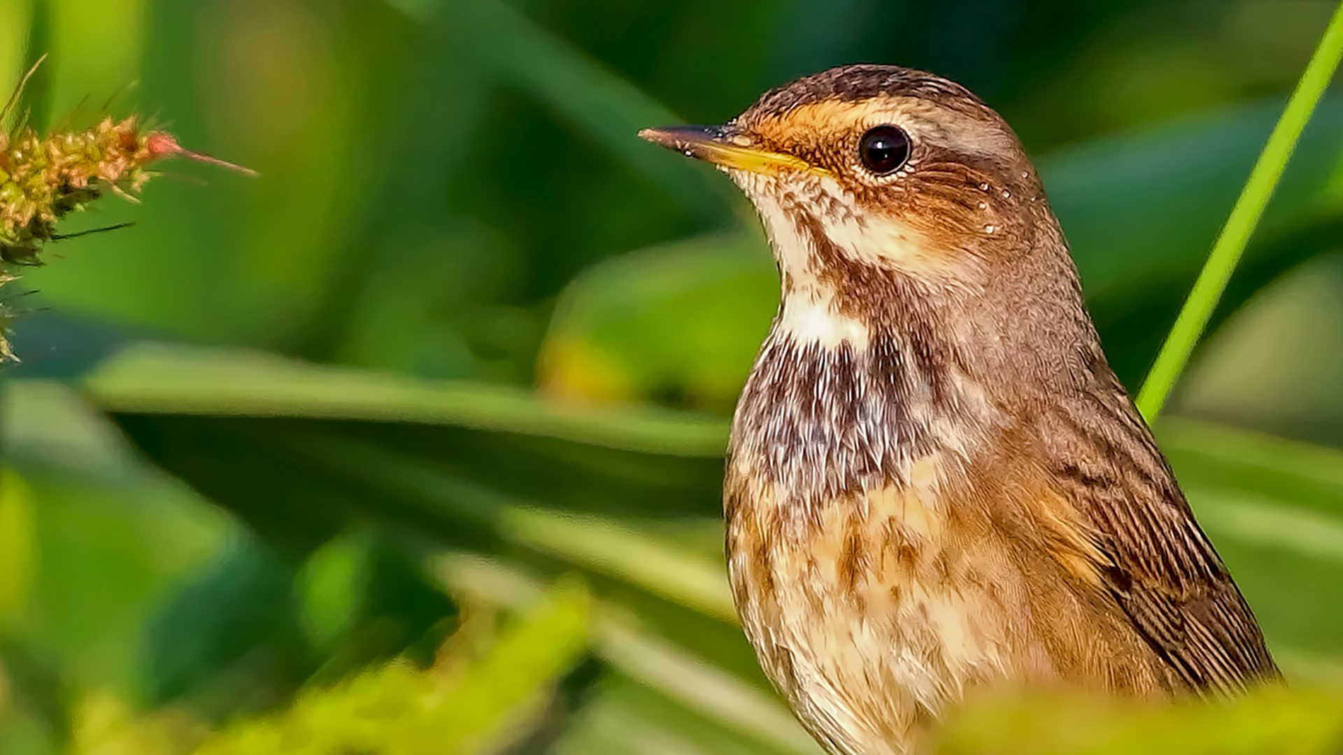 Bluethroat