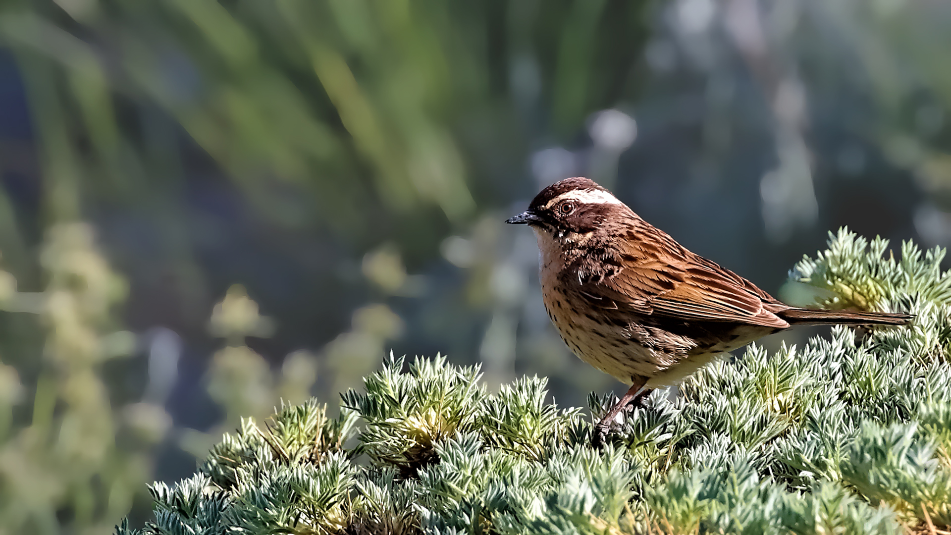 Radde's Accentor