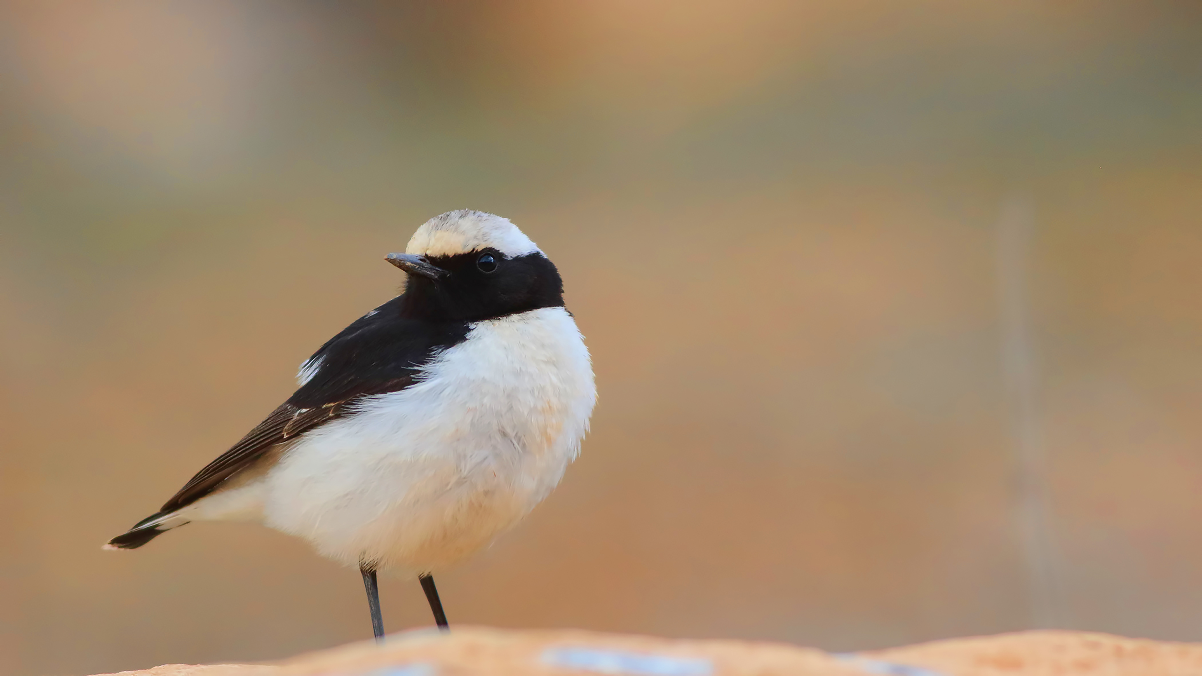 Finsch's Wheatear