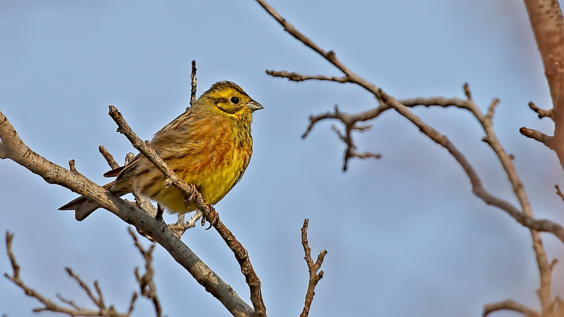 Yellowhammer