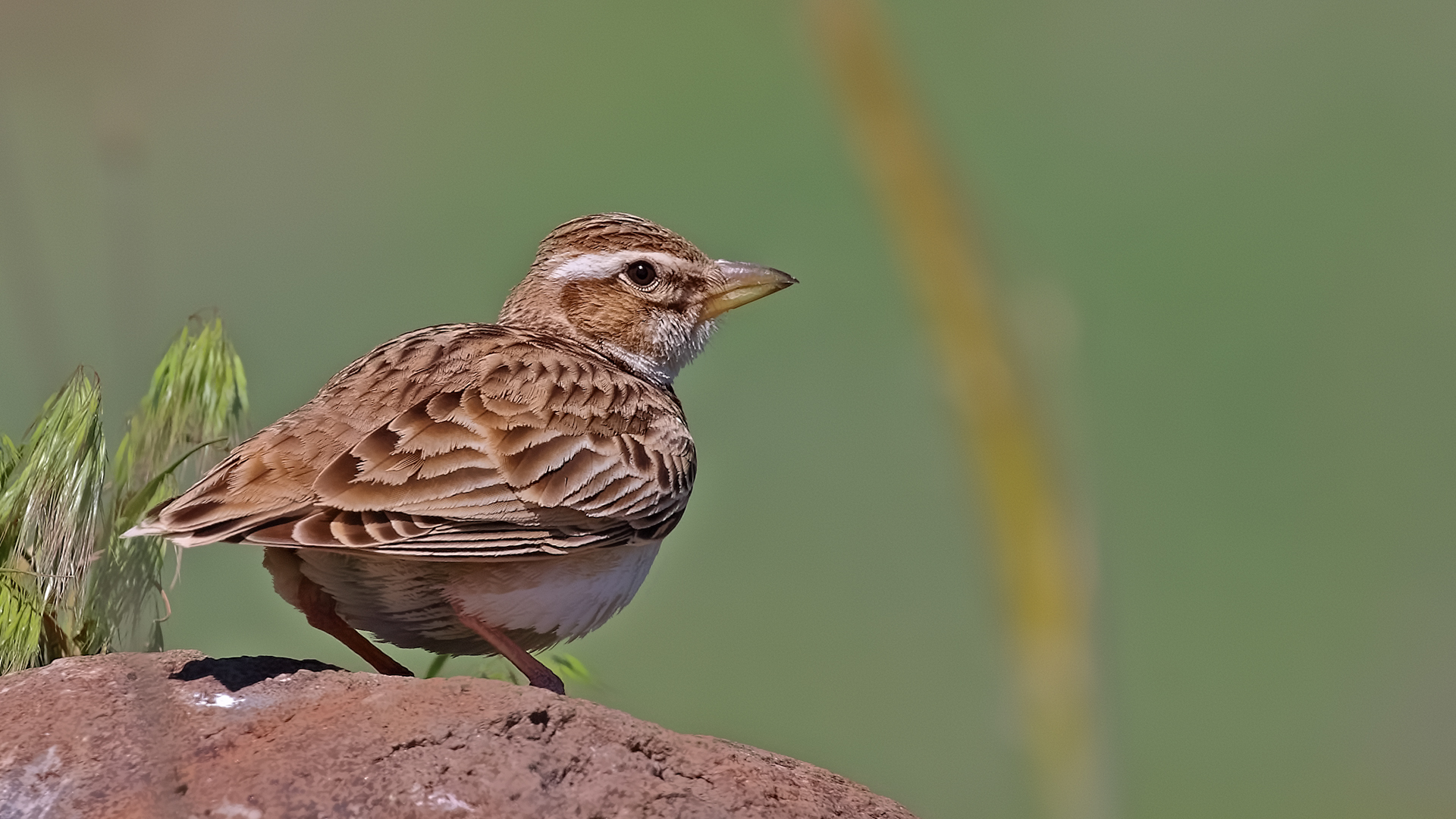 Bimaculated Lark