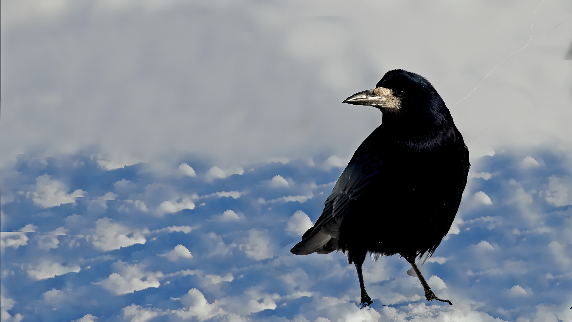 Rook