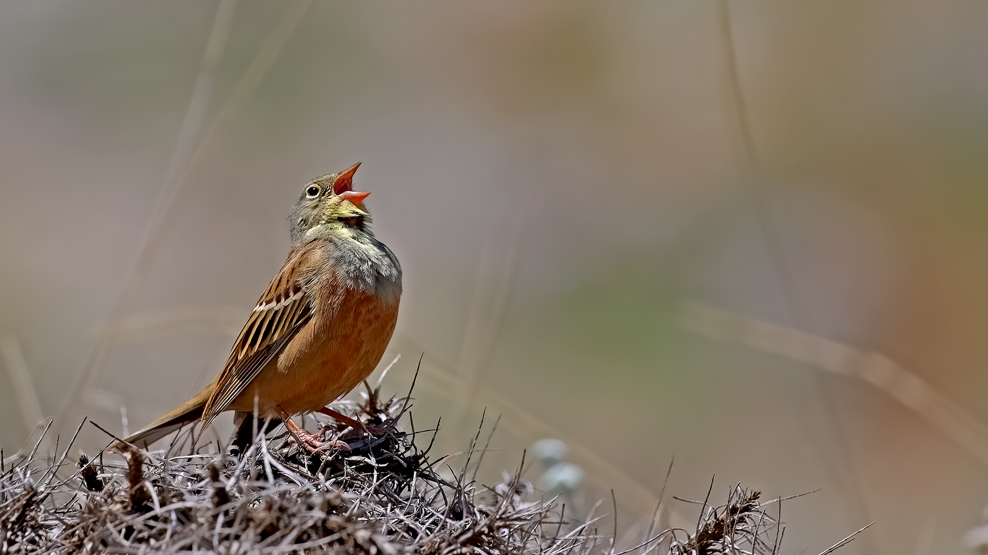 Ortolan Bunting