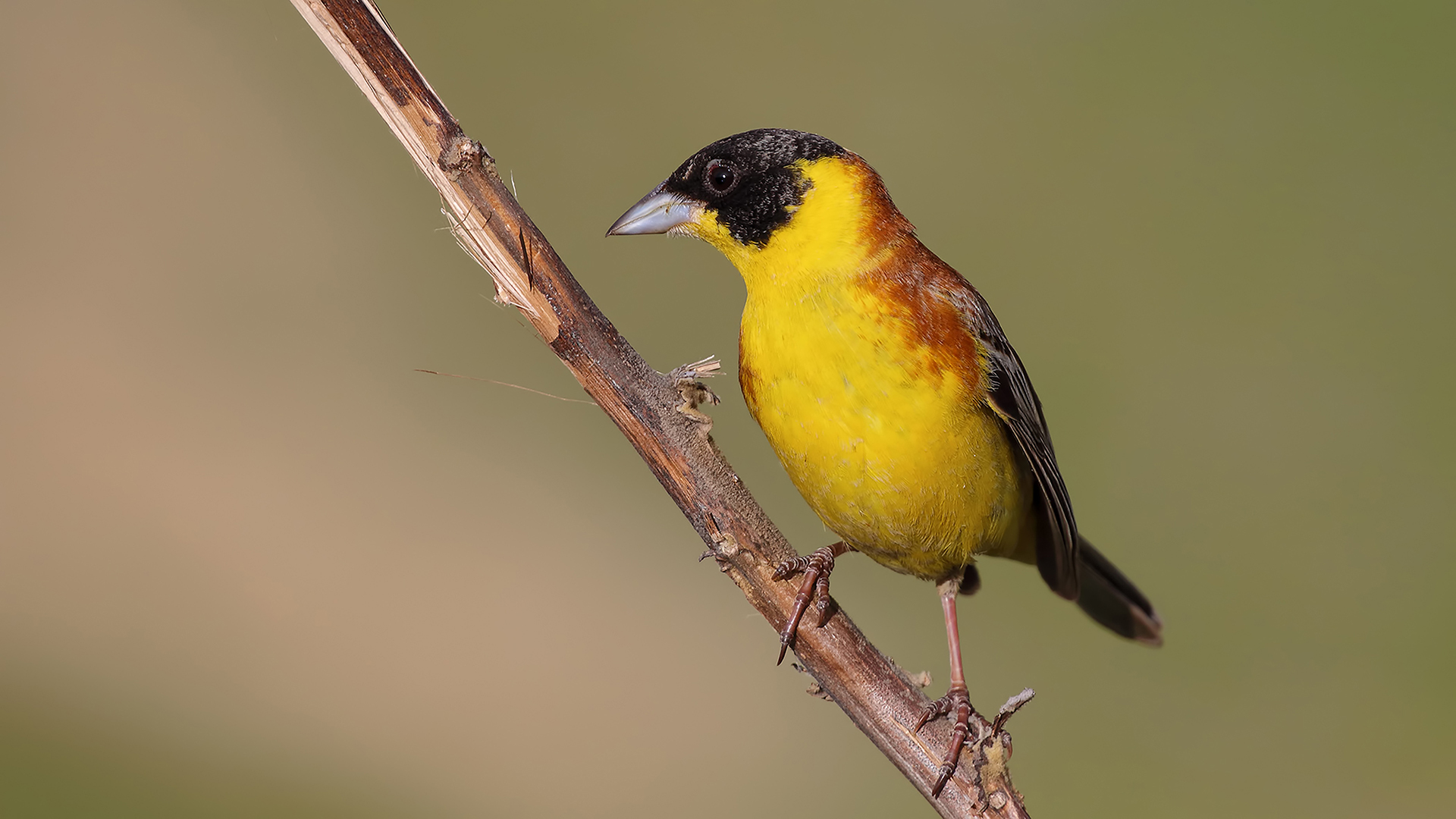 Black-headed Bunting