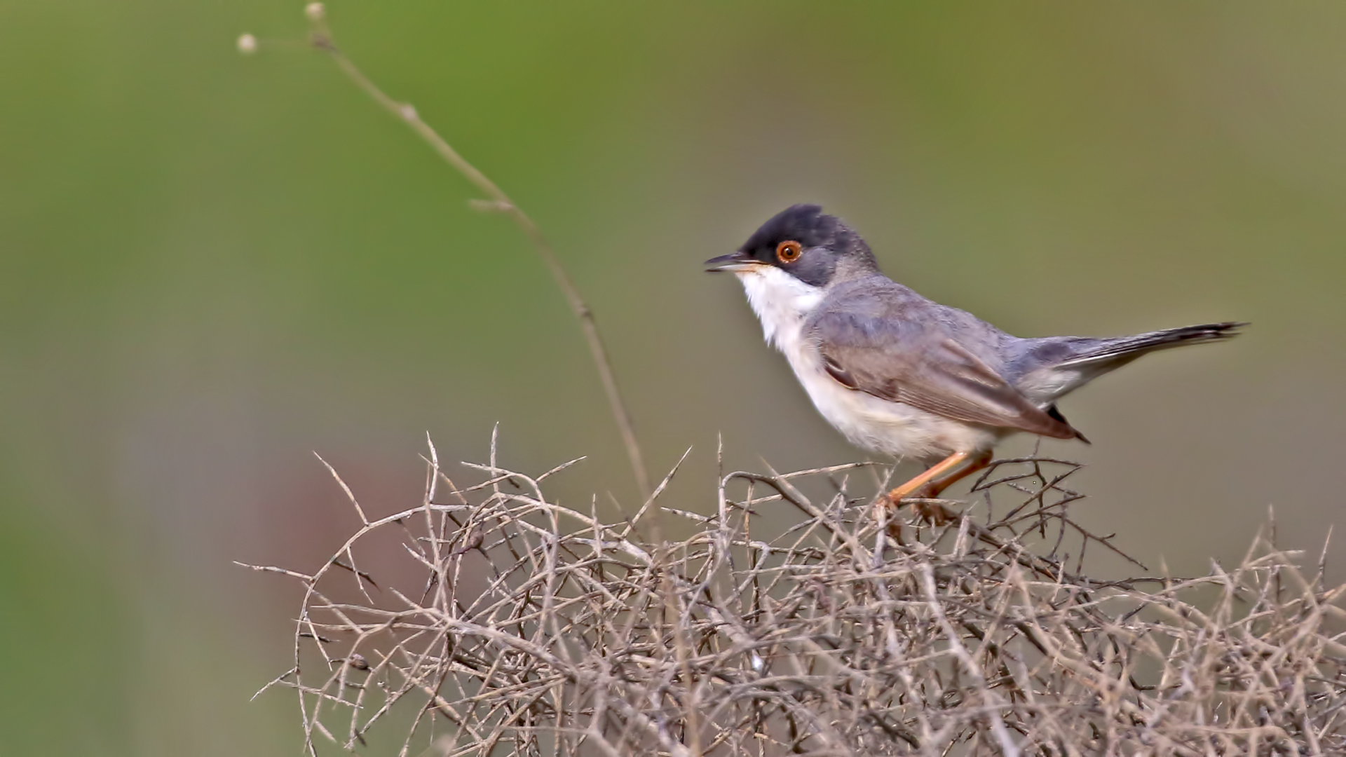 Menetries's Warbler