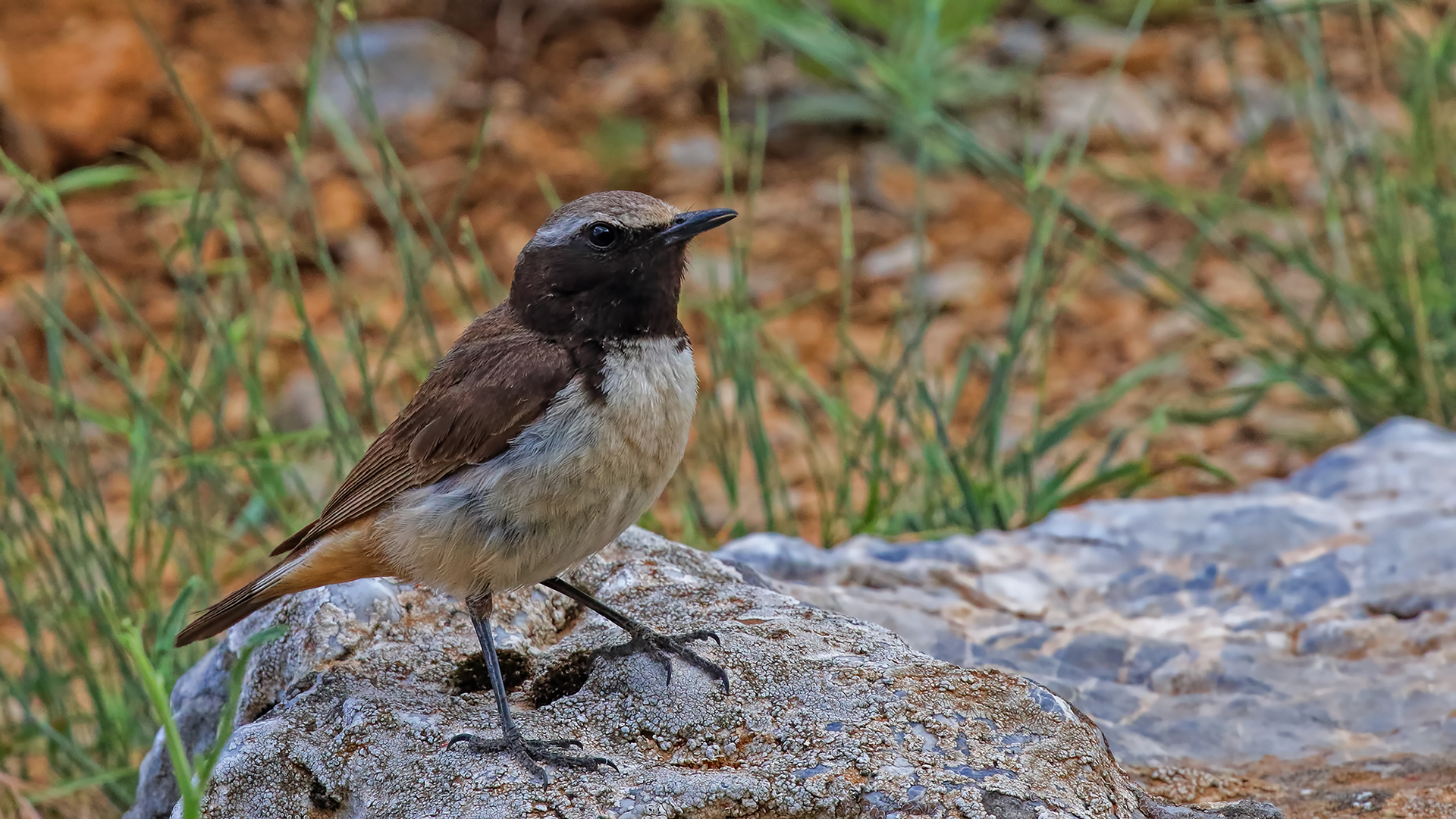 Kurdish Wheatear