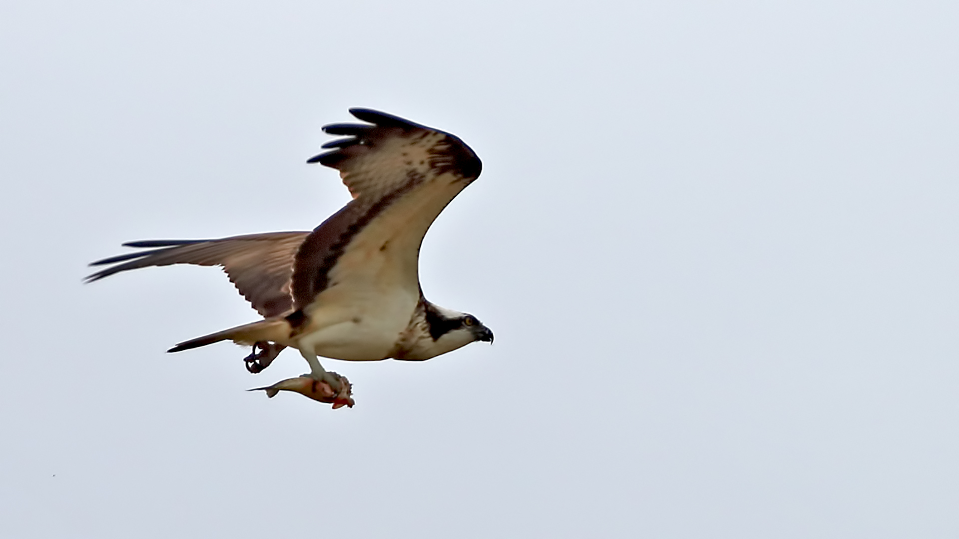 Osprey — Ana fotoğraf