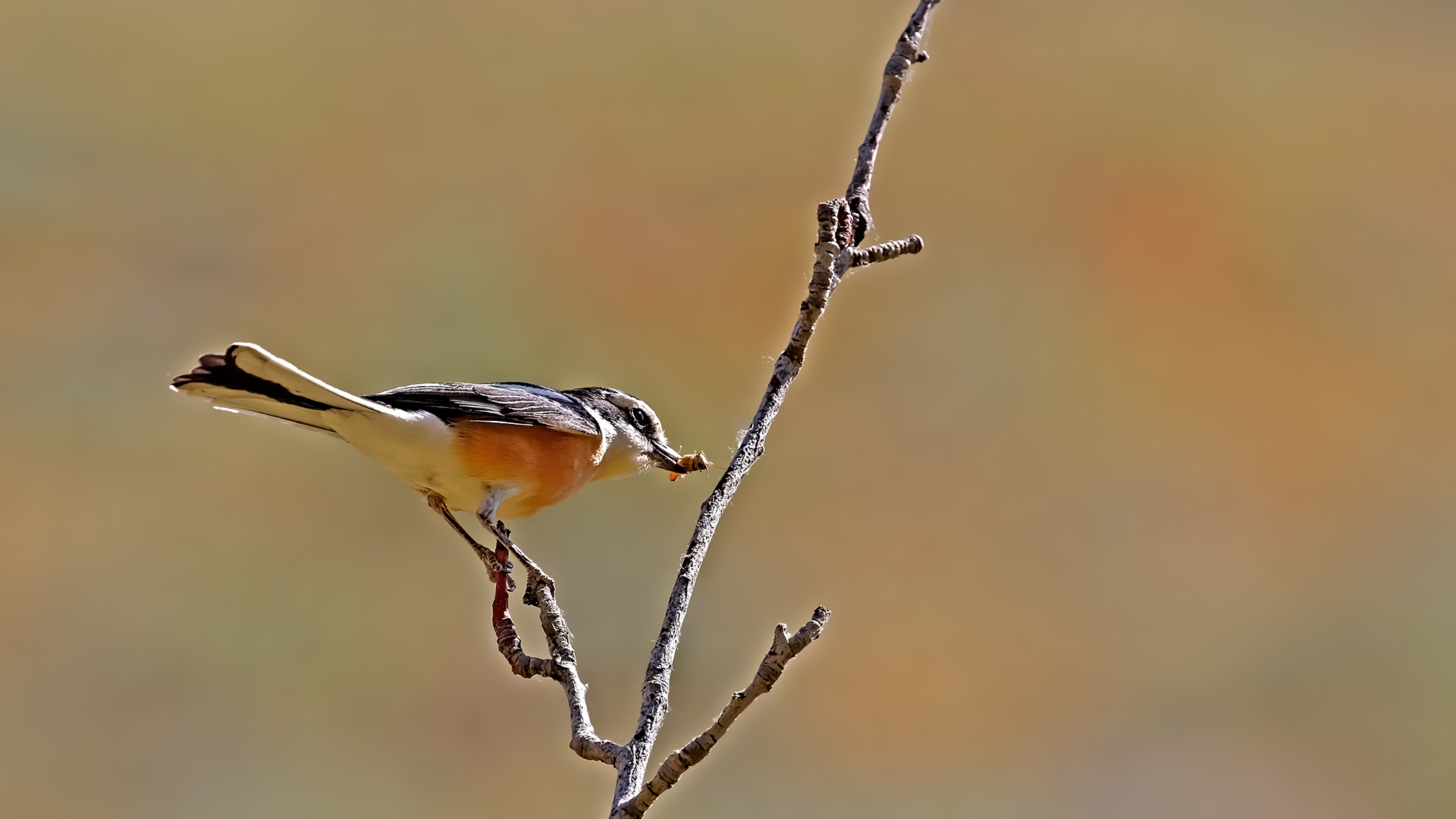 Masked Shrike