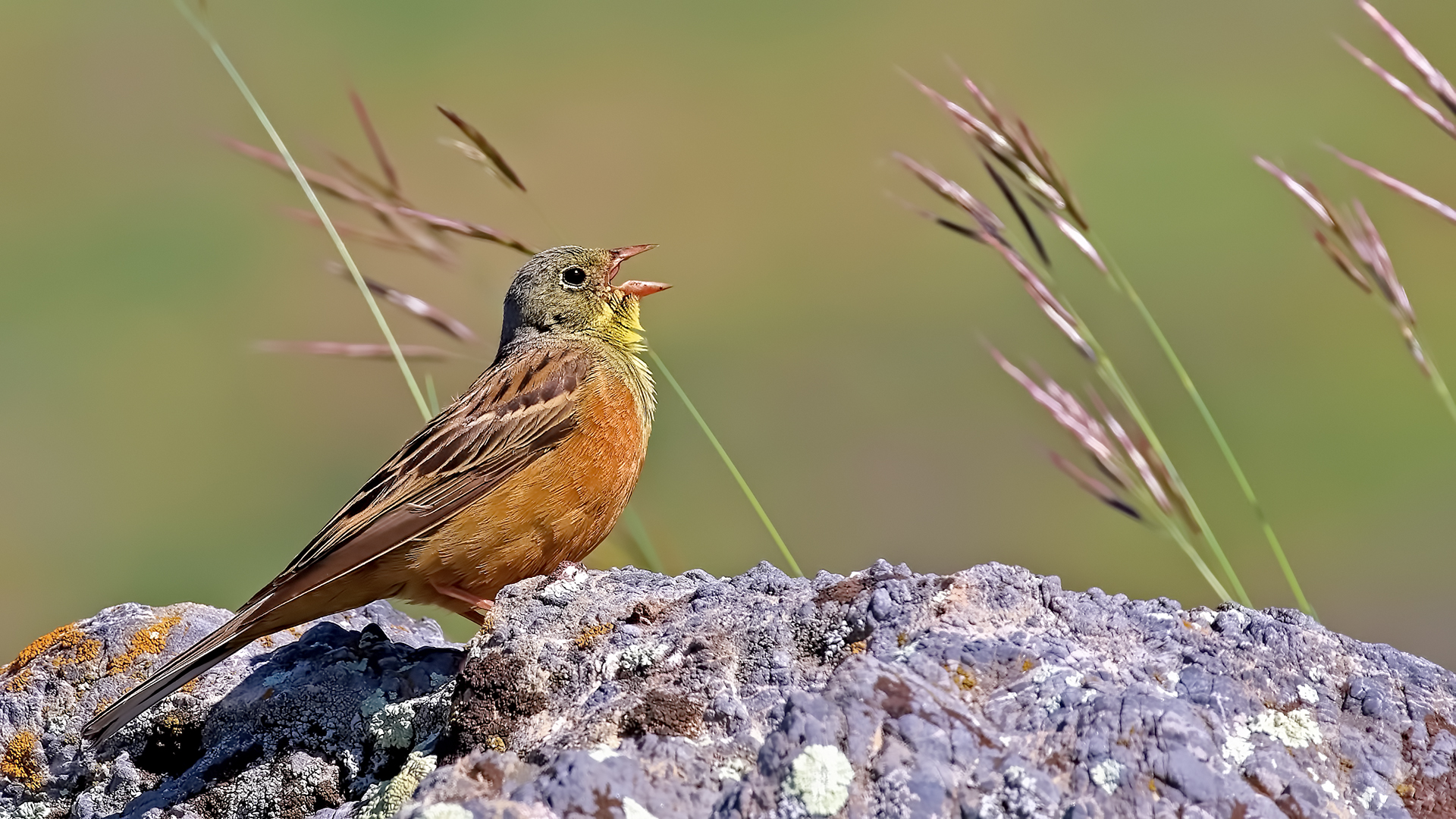Ortolan Bunting