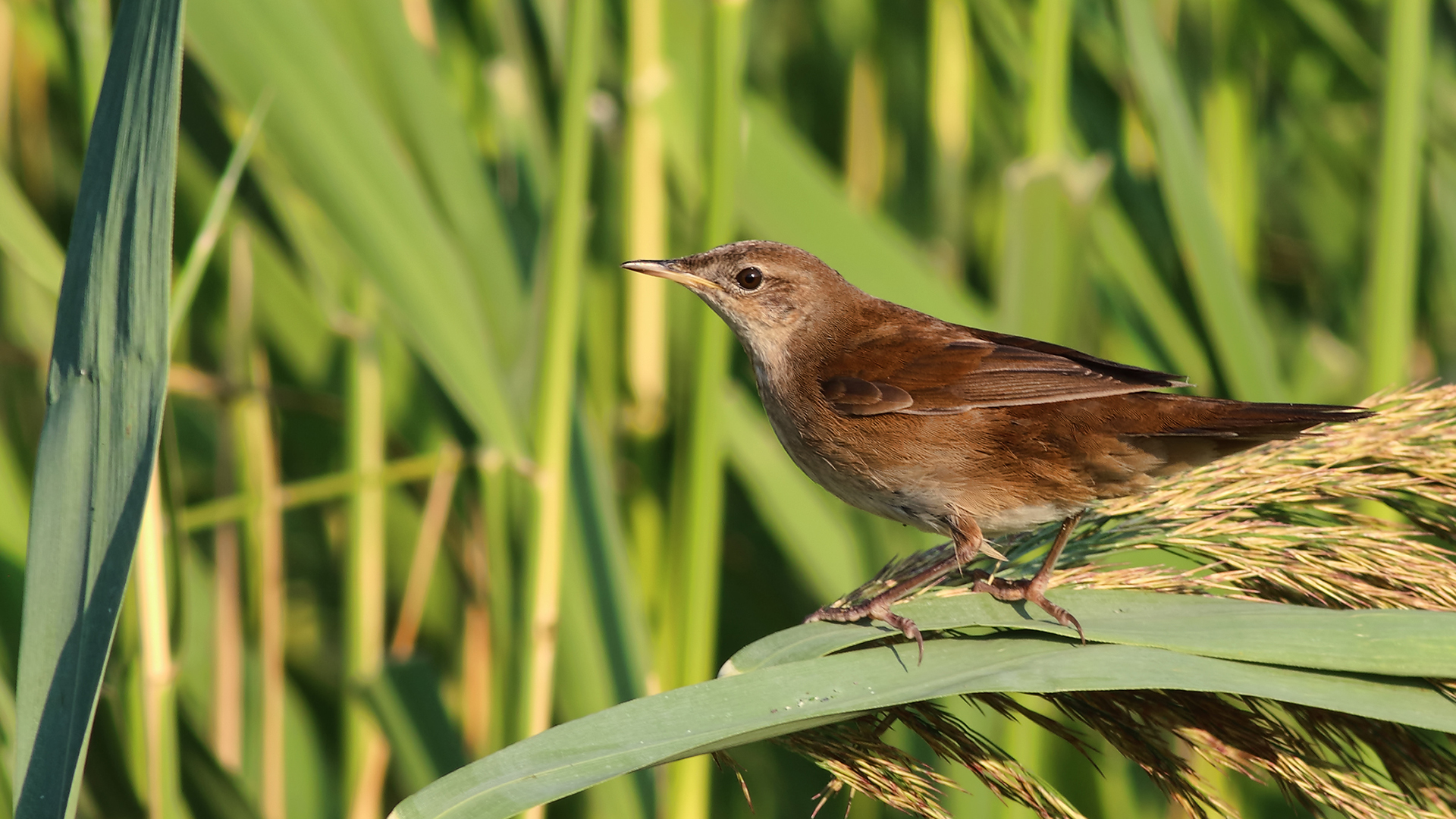 Savi's Warbler