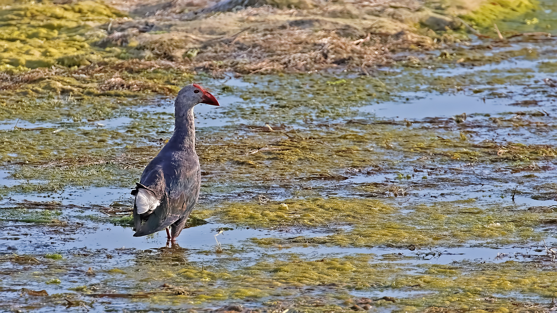 Western Swamphen