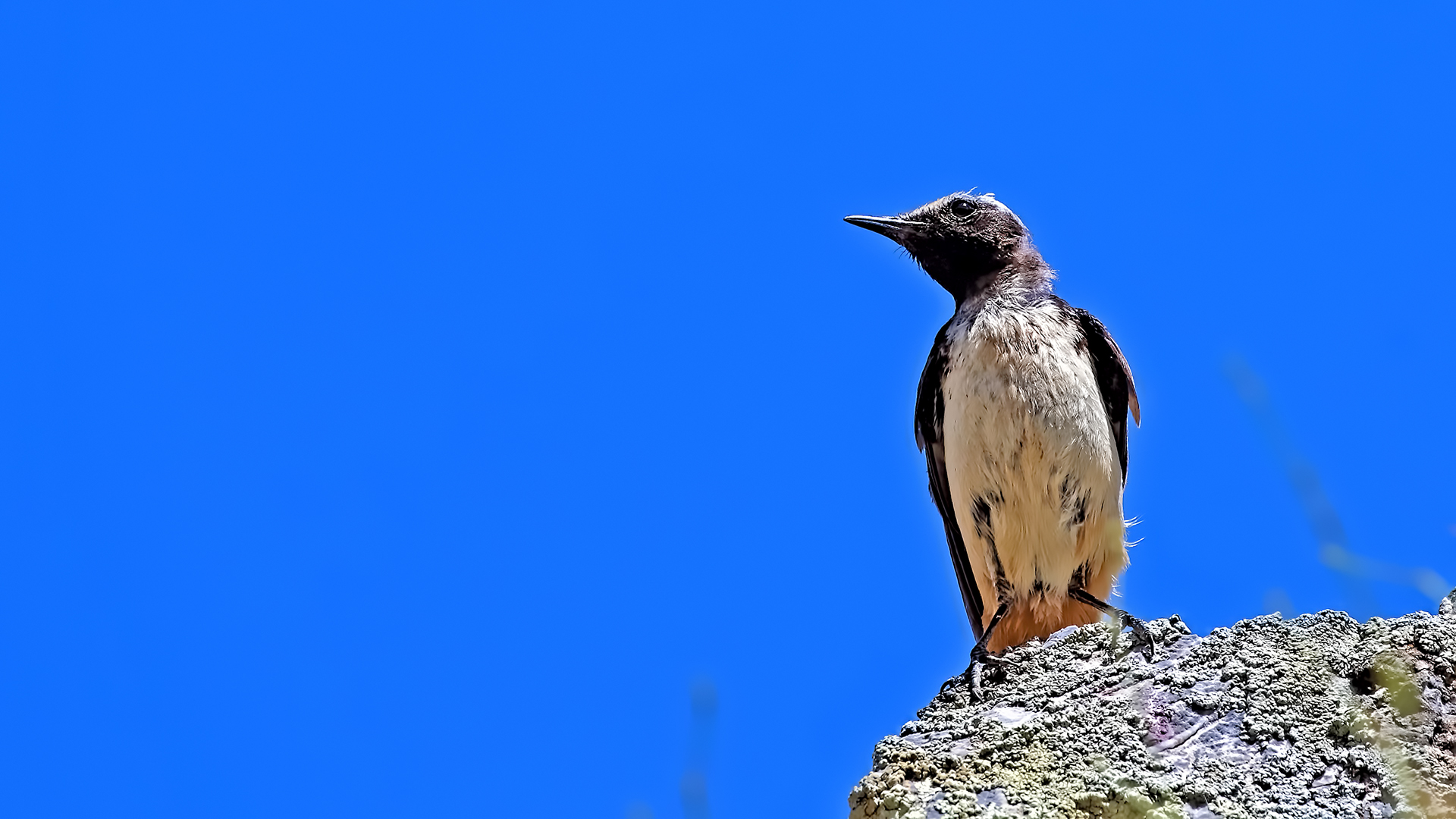 Kurdish Wheatear